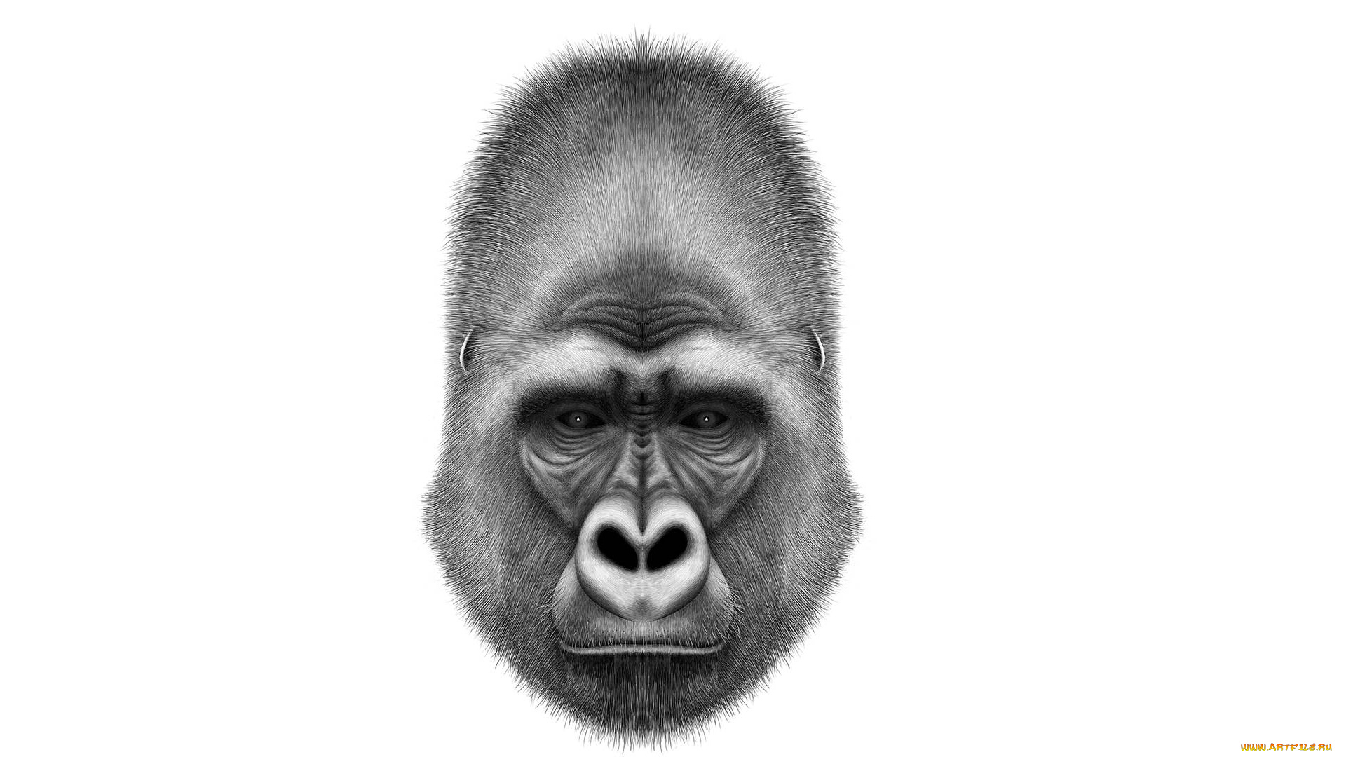 рисованное, минимализм, обезьяна