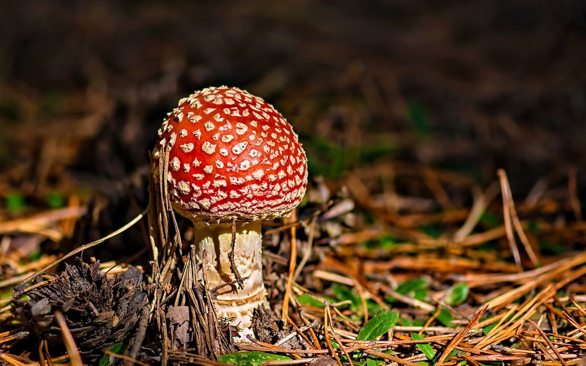 природа, грибы, , мухомор, одиночка