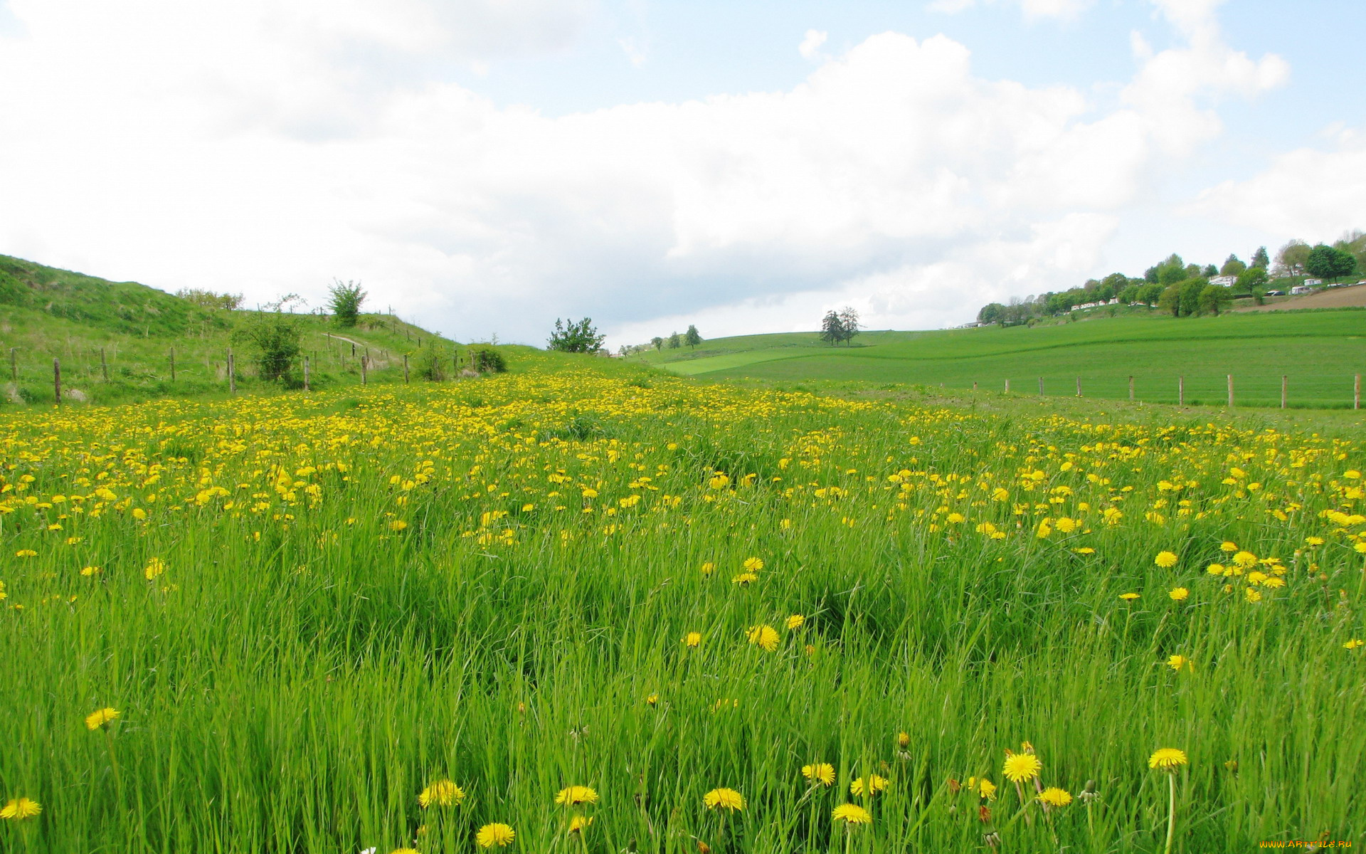 природа, луга, простор, трава, одуванчики