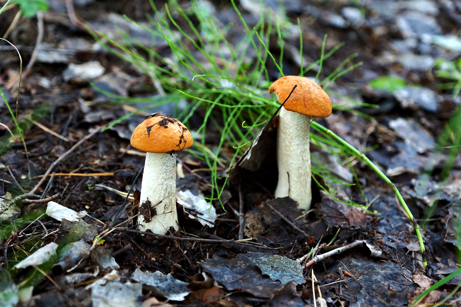 природа, грибы, подосиновики