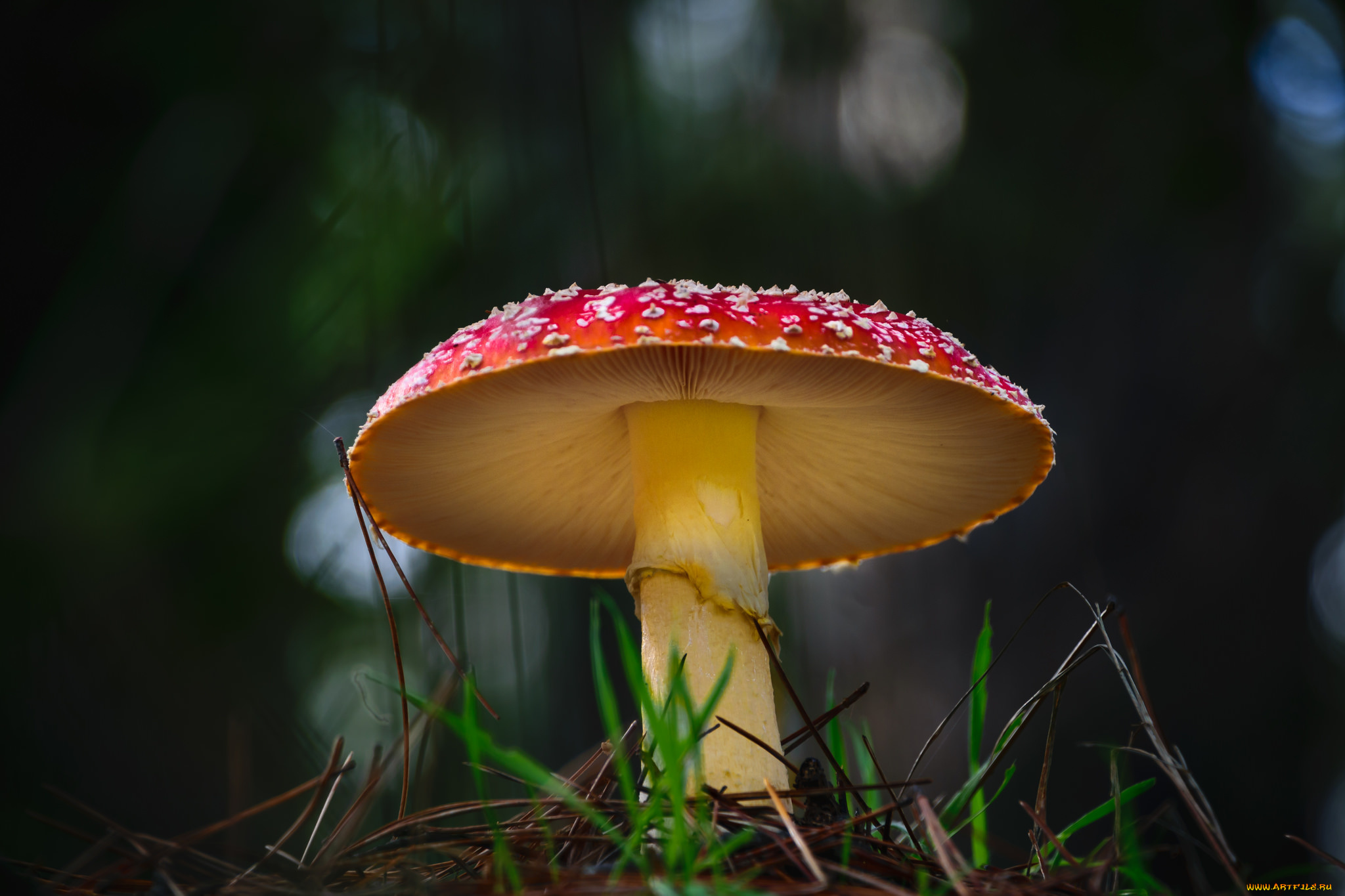 природа, грибы, , мухомор, грибок