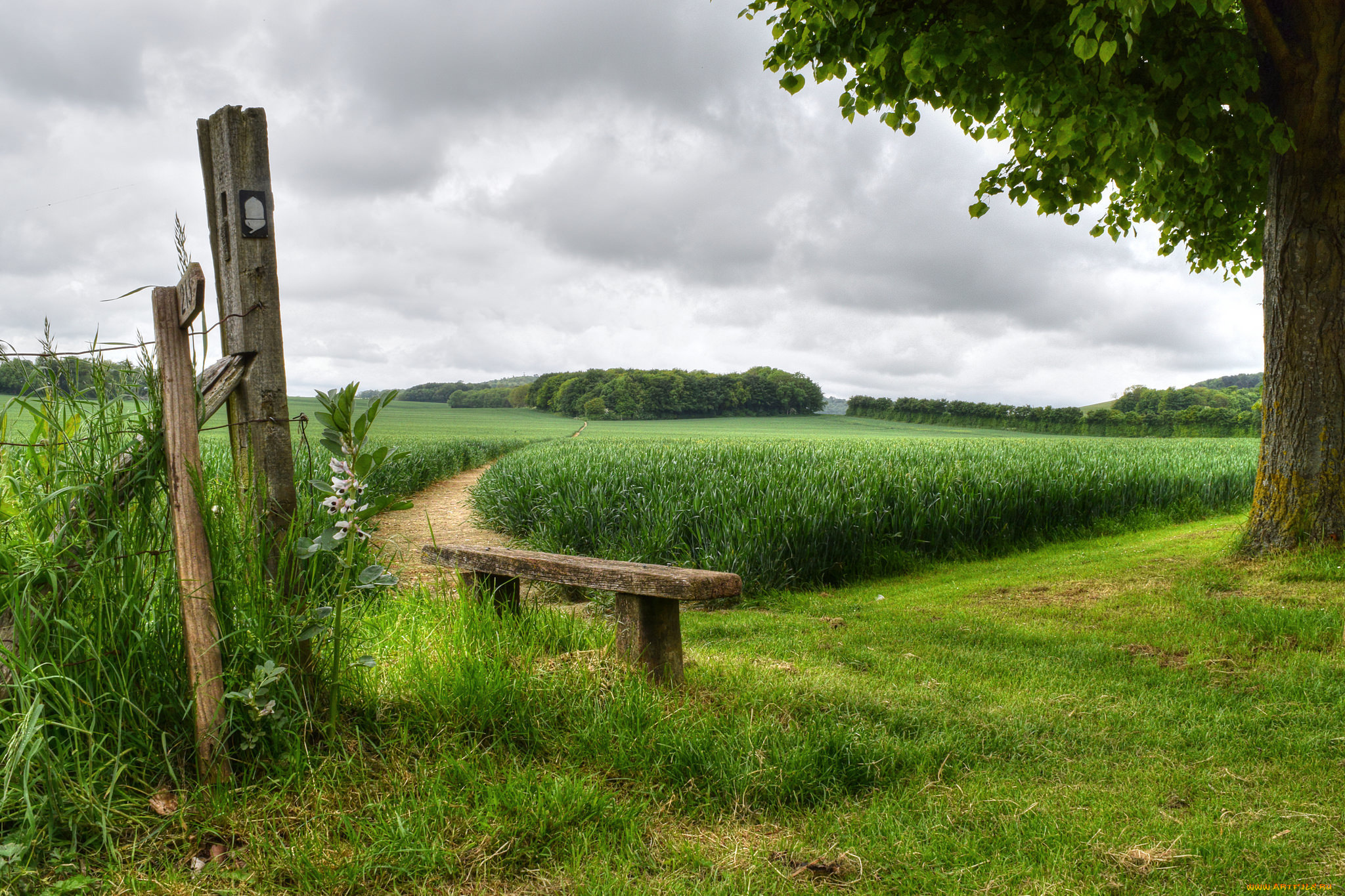природа, пейзажи, дерево, забор, скамья, лето