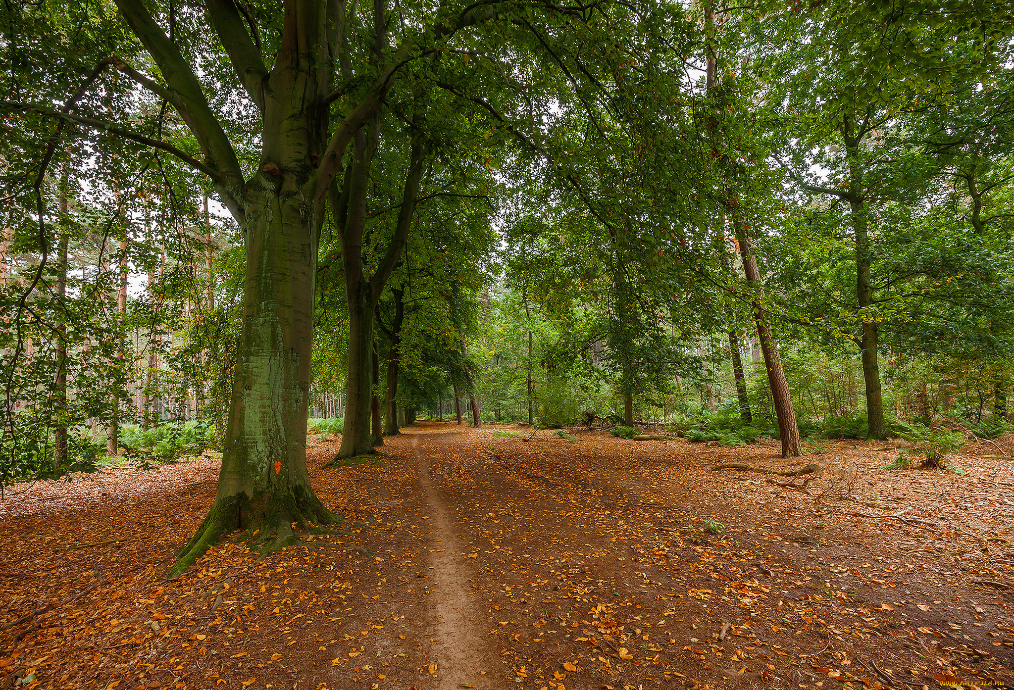 природа, дороги, тракт