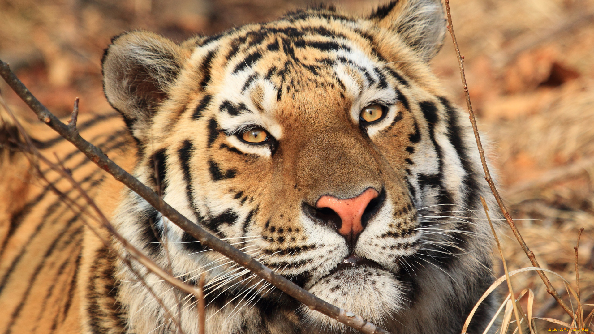 амурский, тигр, животные, тигры, тигр, амурский