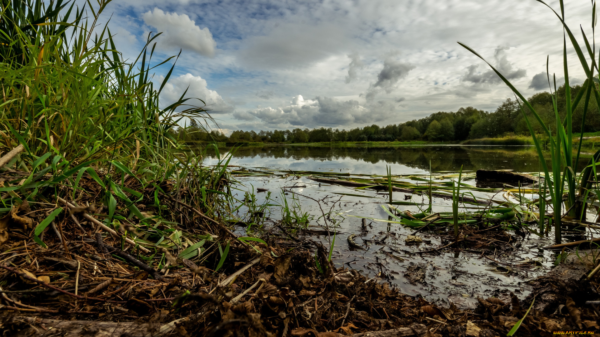 природа, реки, озера, река, лес