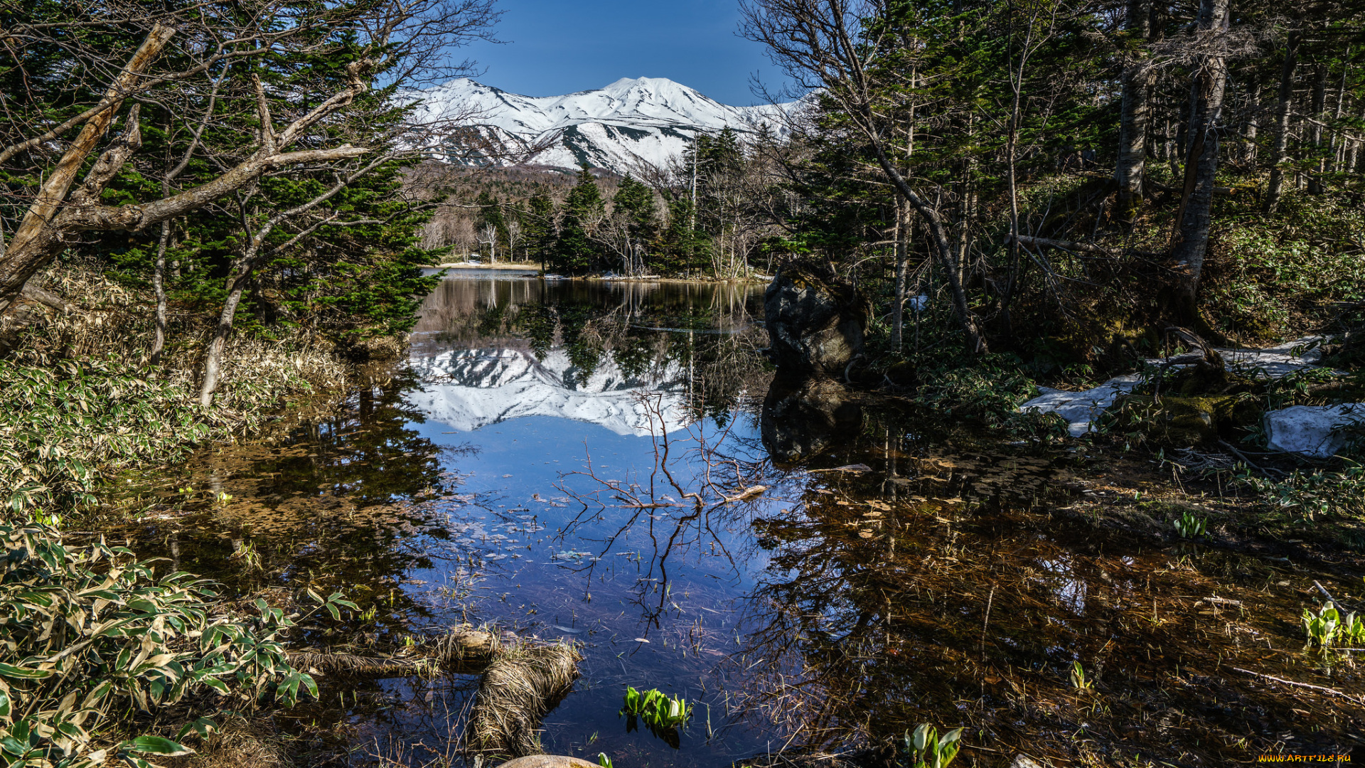 природа, реки, озера, река, лес