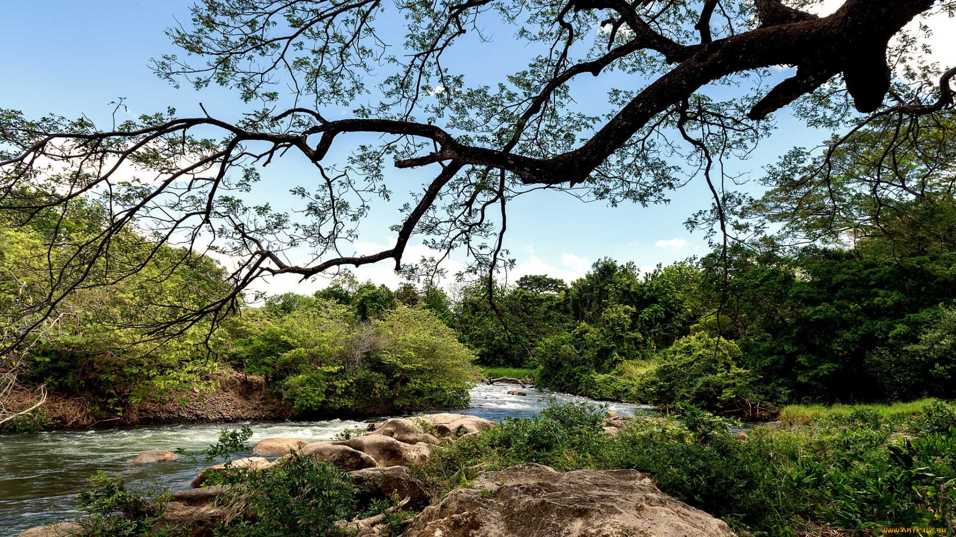 природа, реки, озера, река, лес