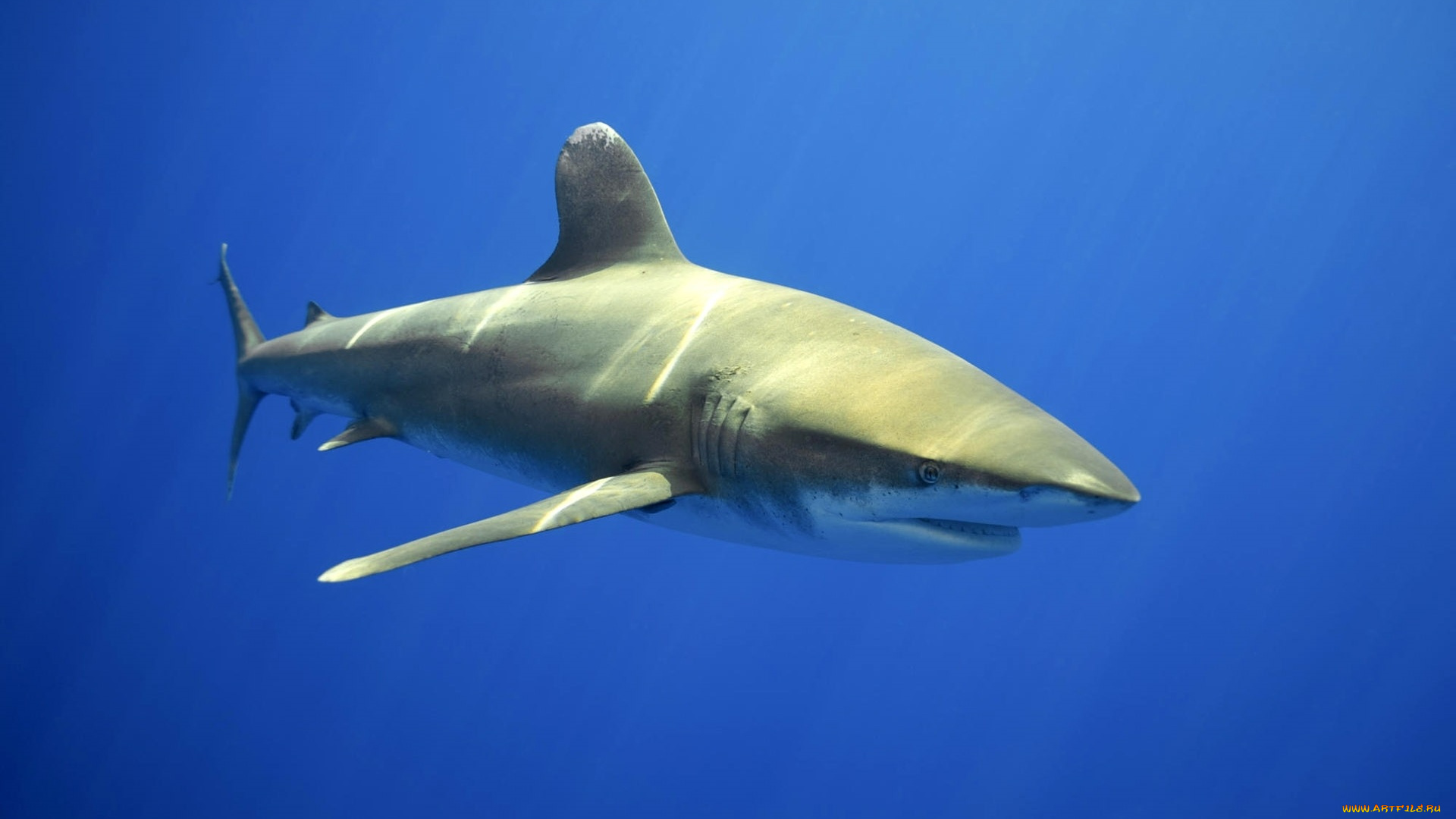 животные, акулы, акула, вода, глубина