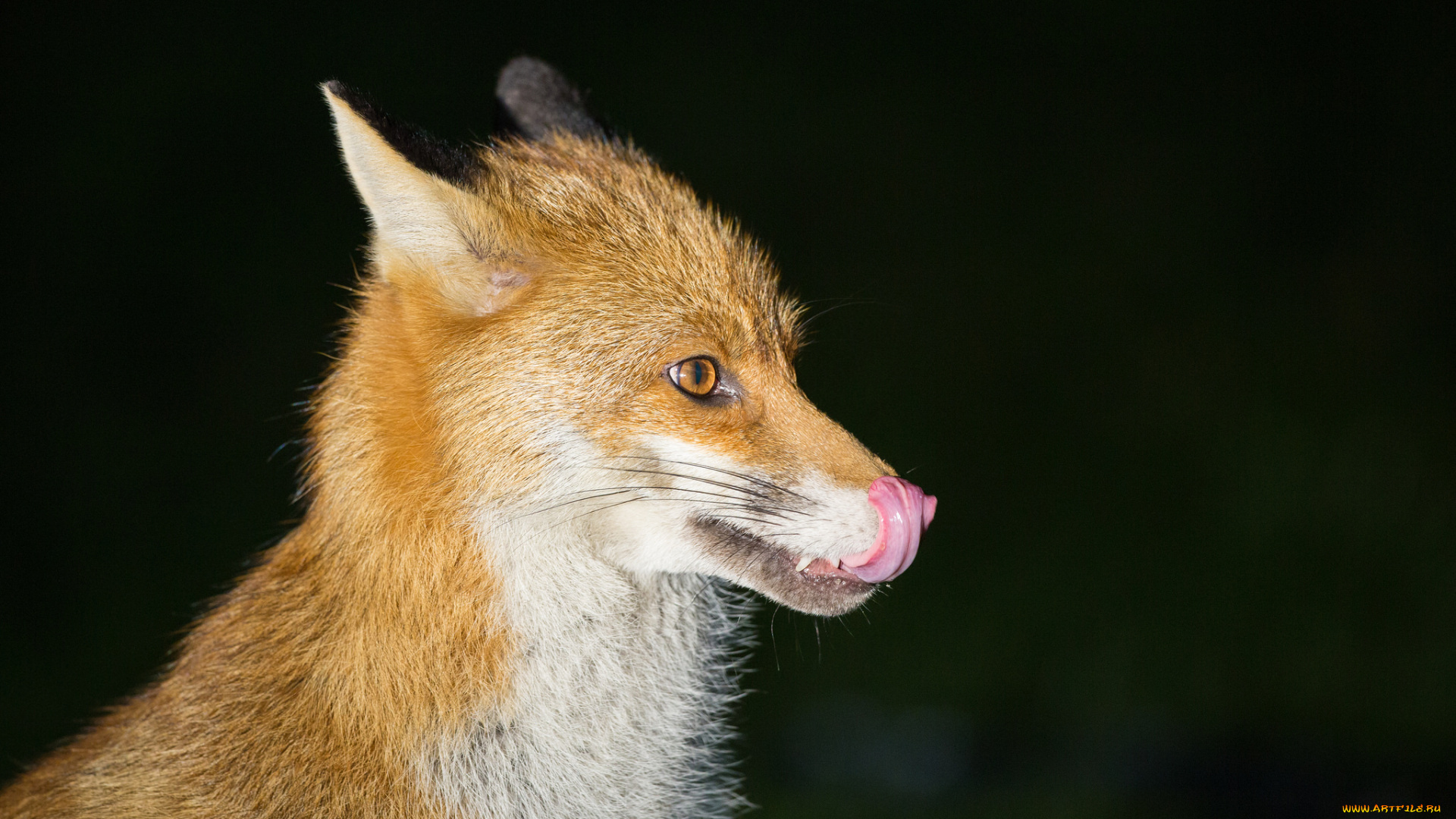 животные, лисы, лис