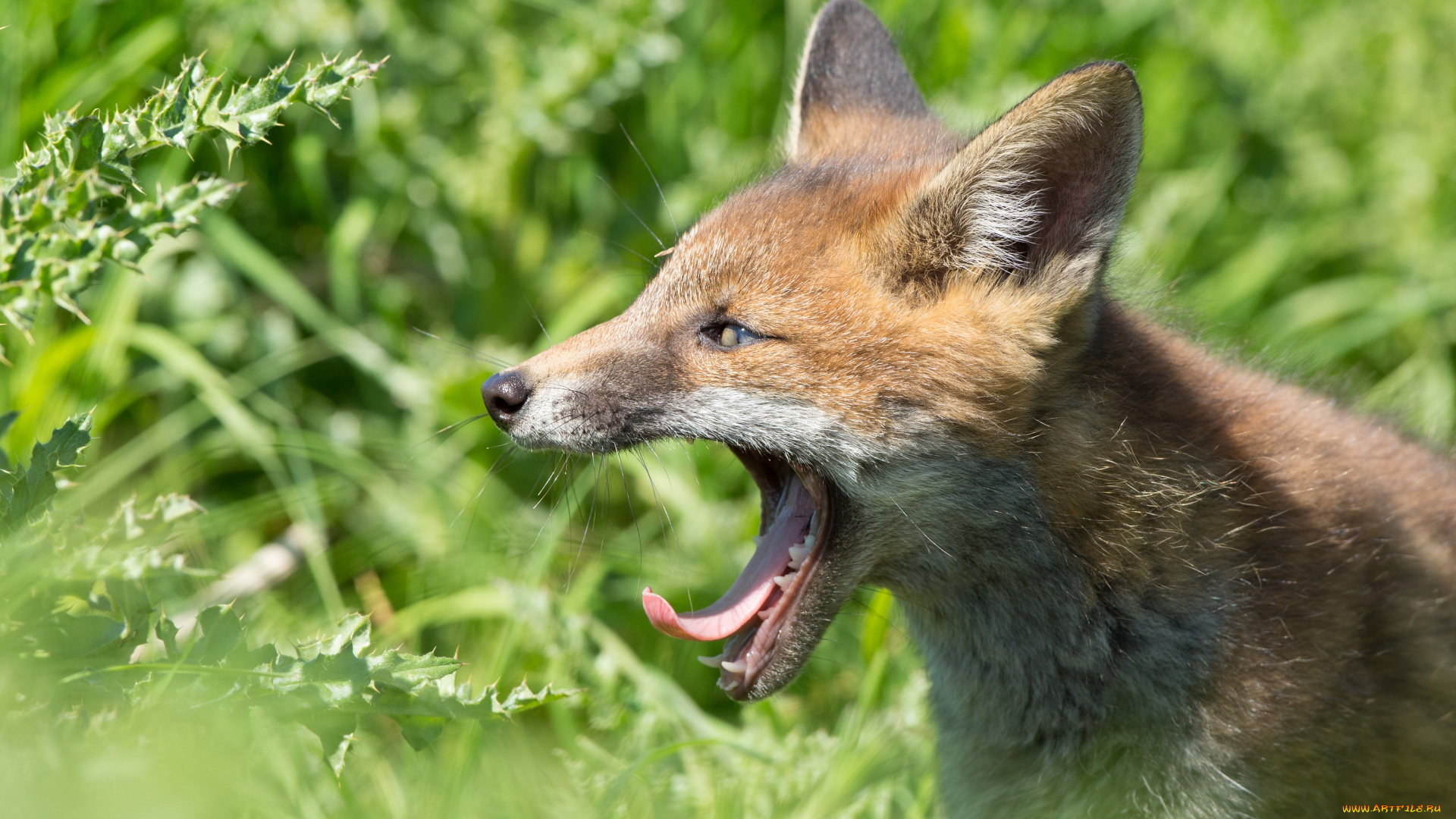 животные, лисы, лиса