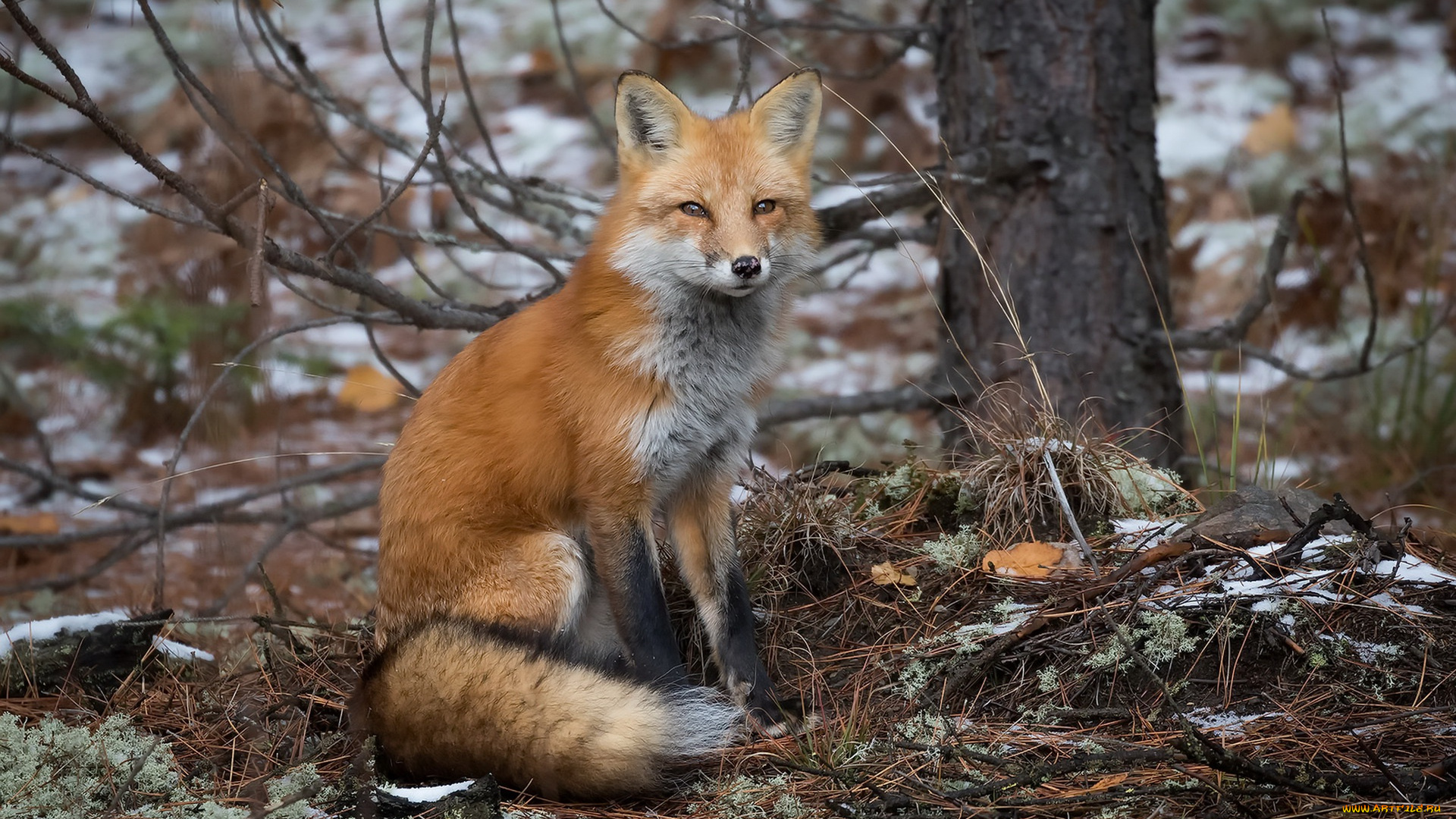 животные, лисы, лиса, природа, осень