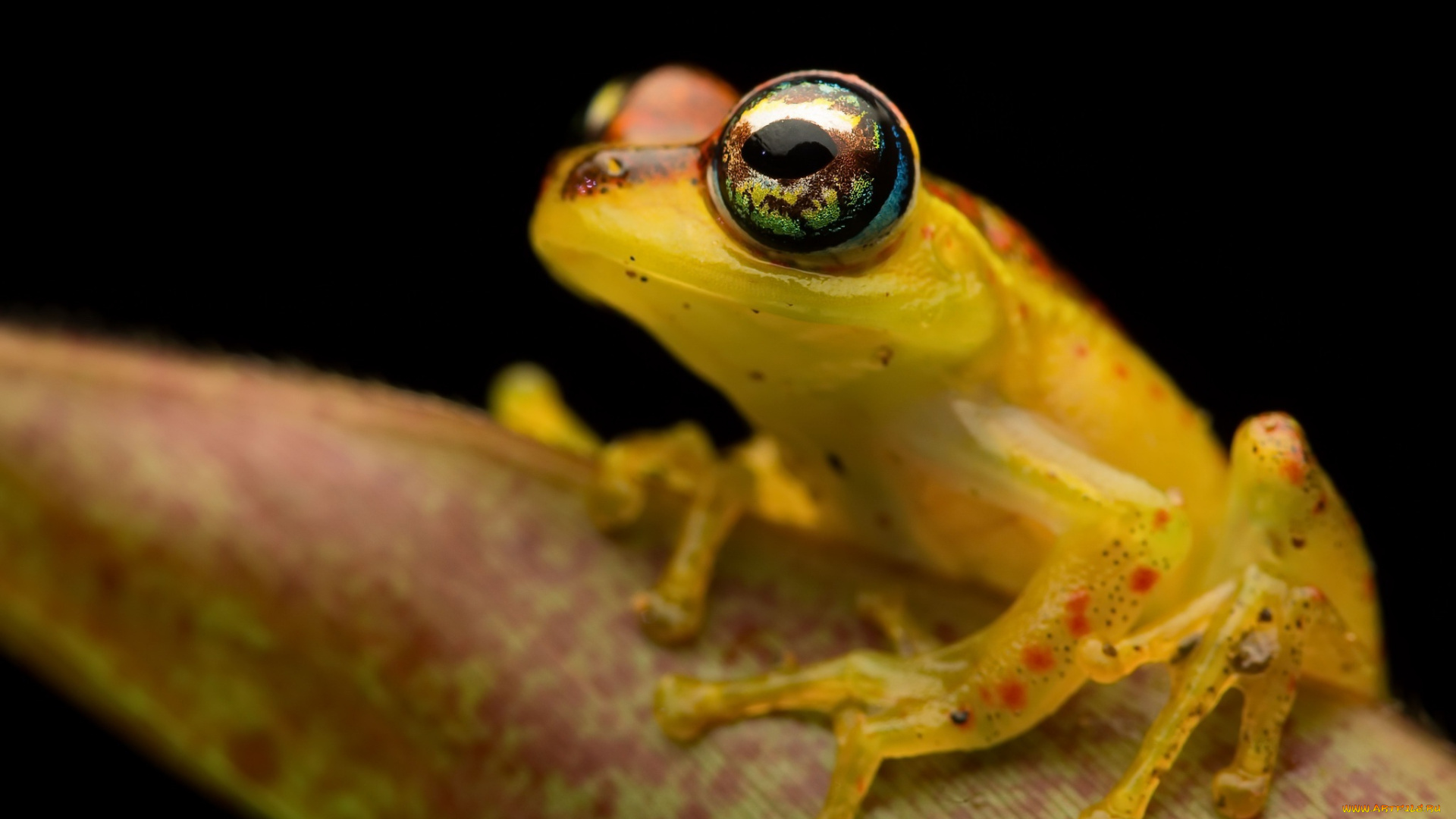животные, лягушки, лягушка, фон, природа