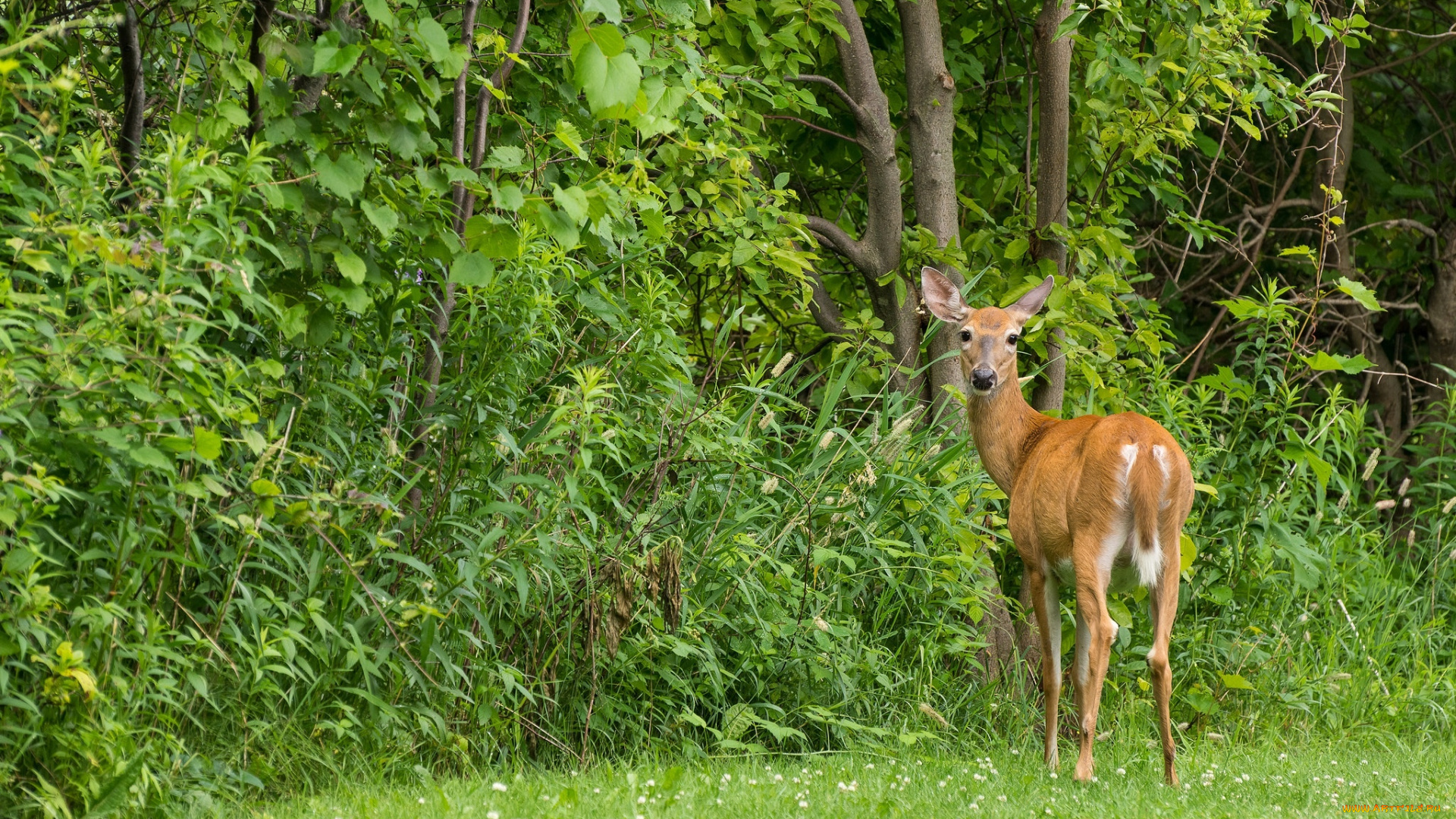 животные, олени, природа, косуля