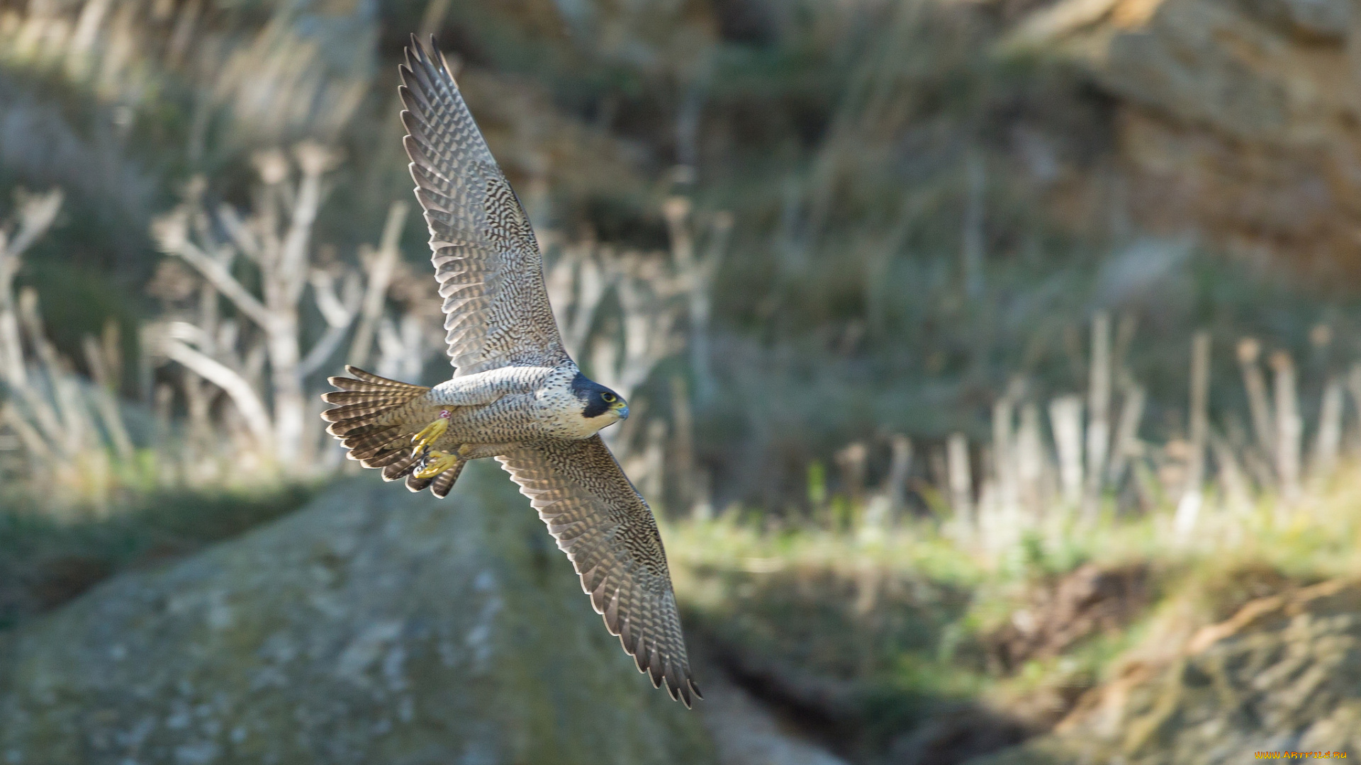 животные, птицы, -, хищники, птица
