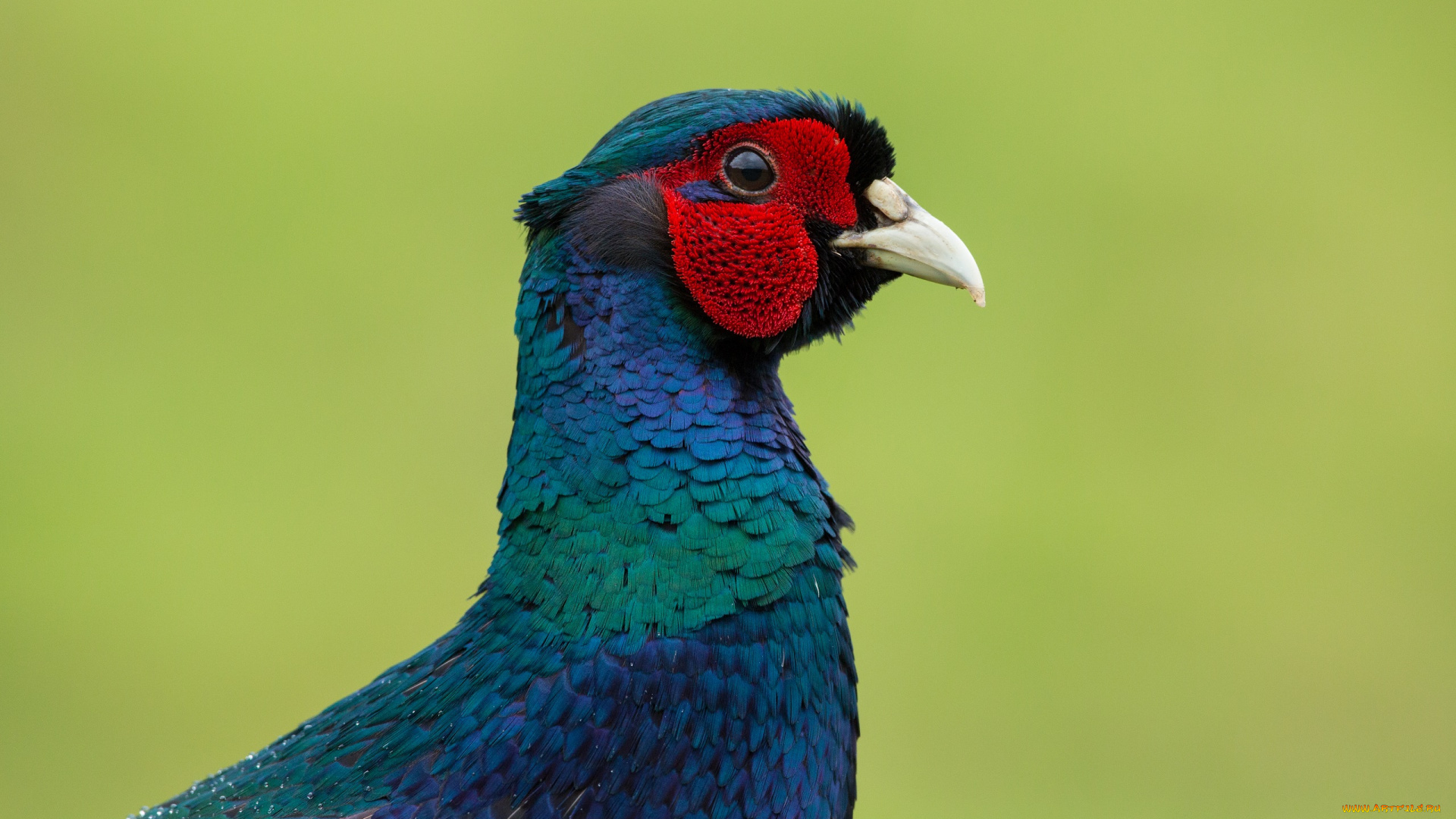 животные, птицы, птица