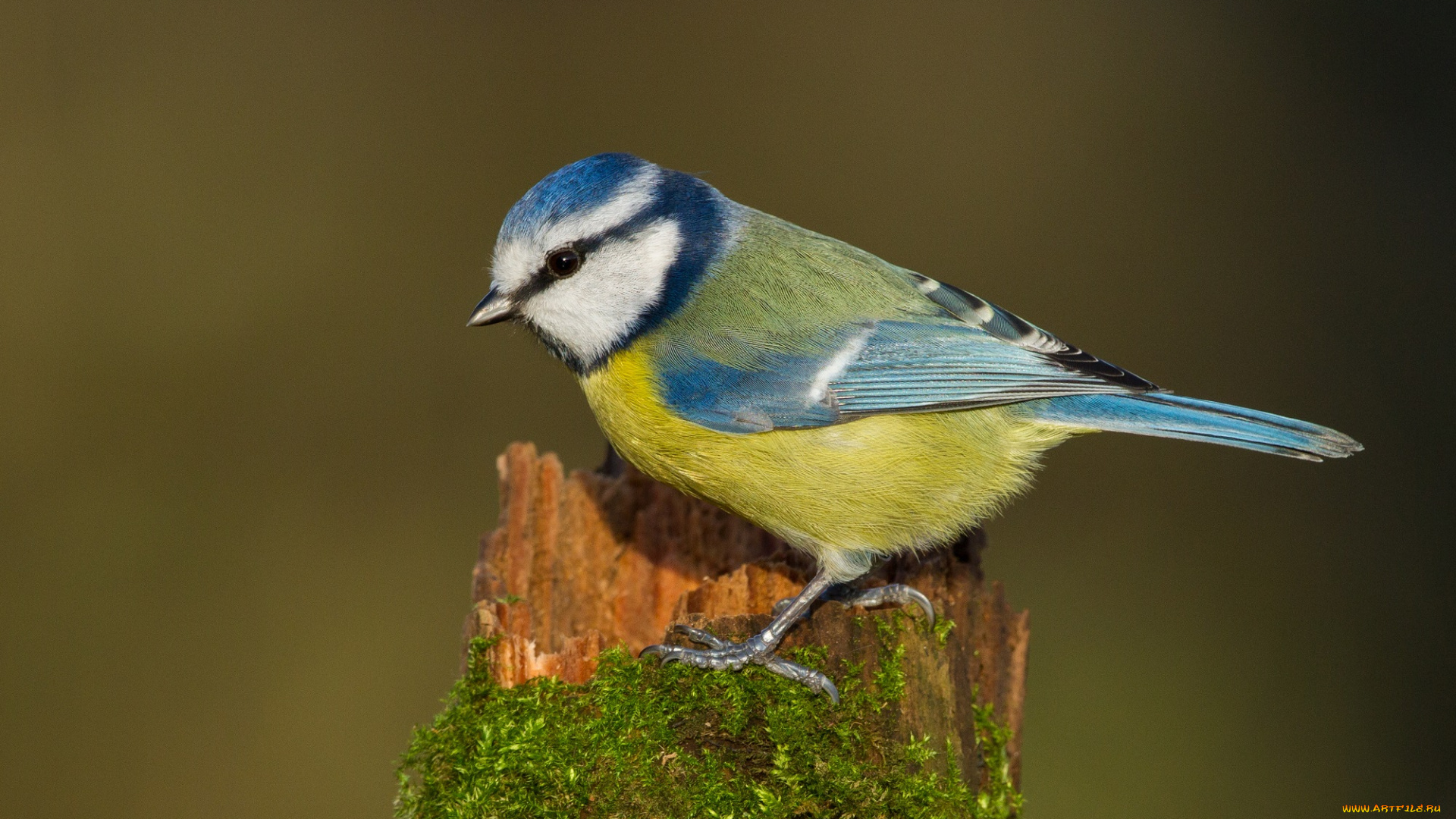 животные, синицы, , лазоревки, синица