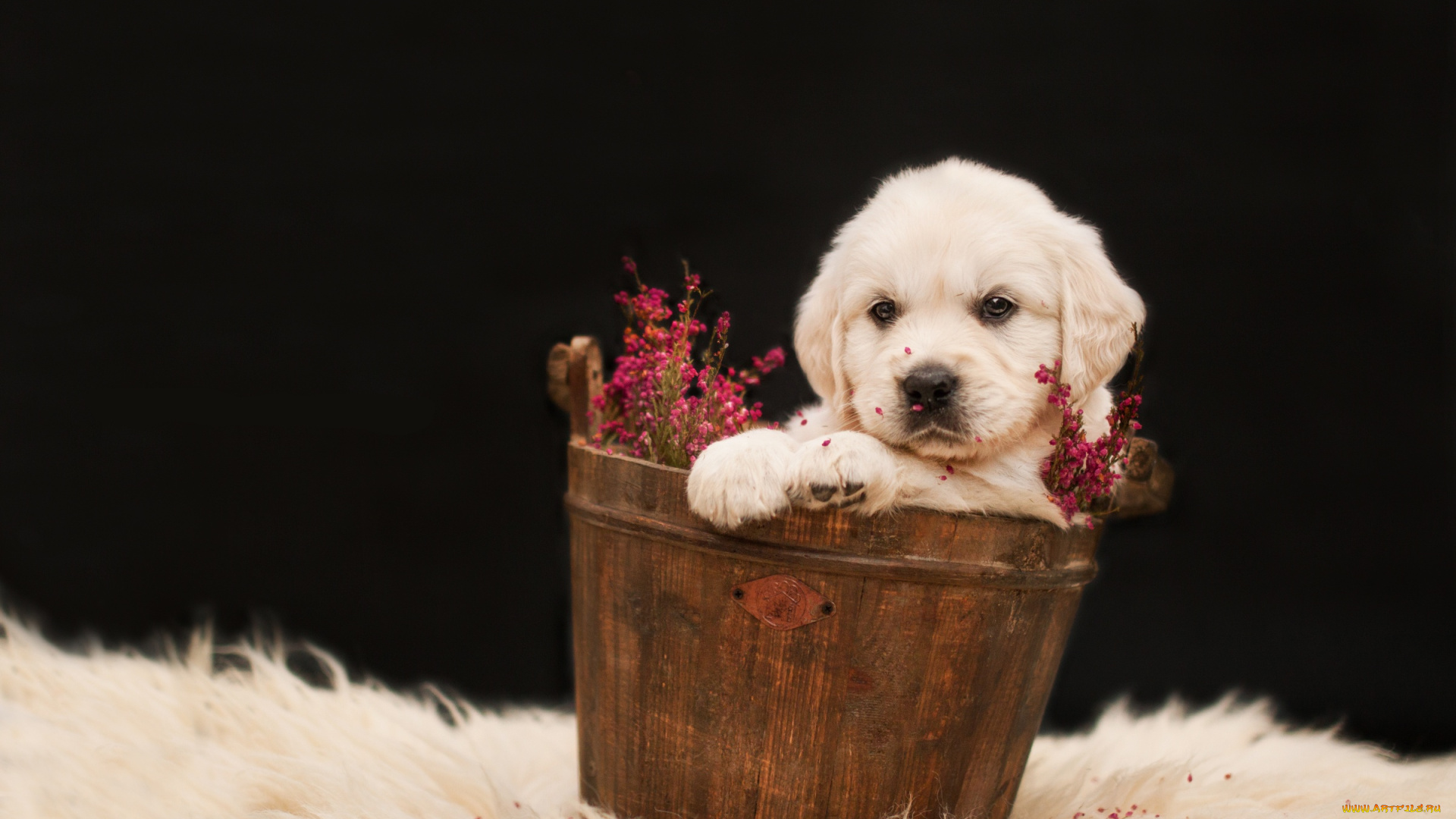 животные, собаки, милый, ретривер, щенок