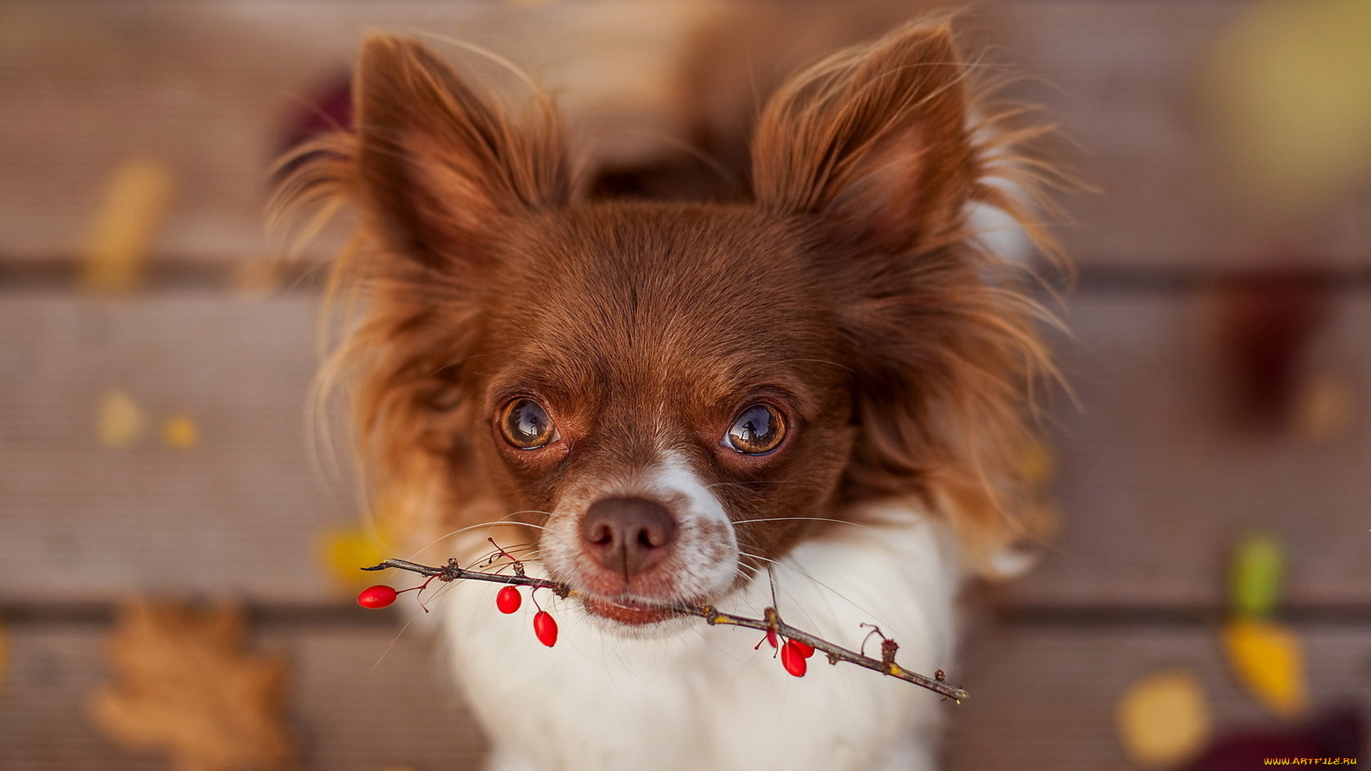 животные, собаки, осень, ягоды, ветка, собака