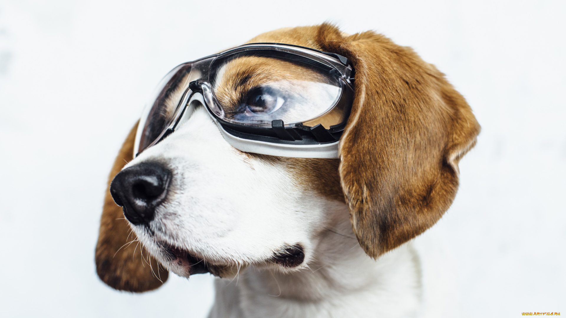 животные, собаки, песик