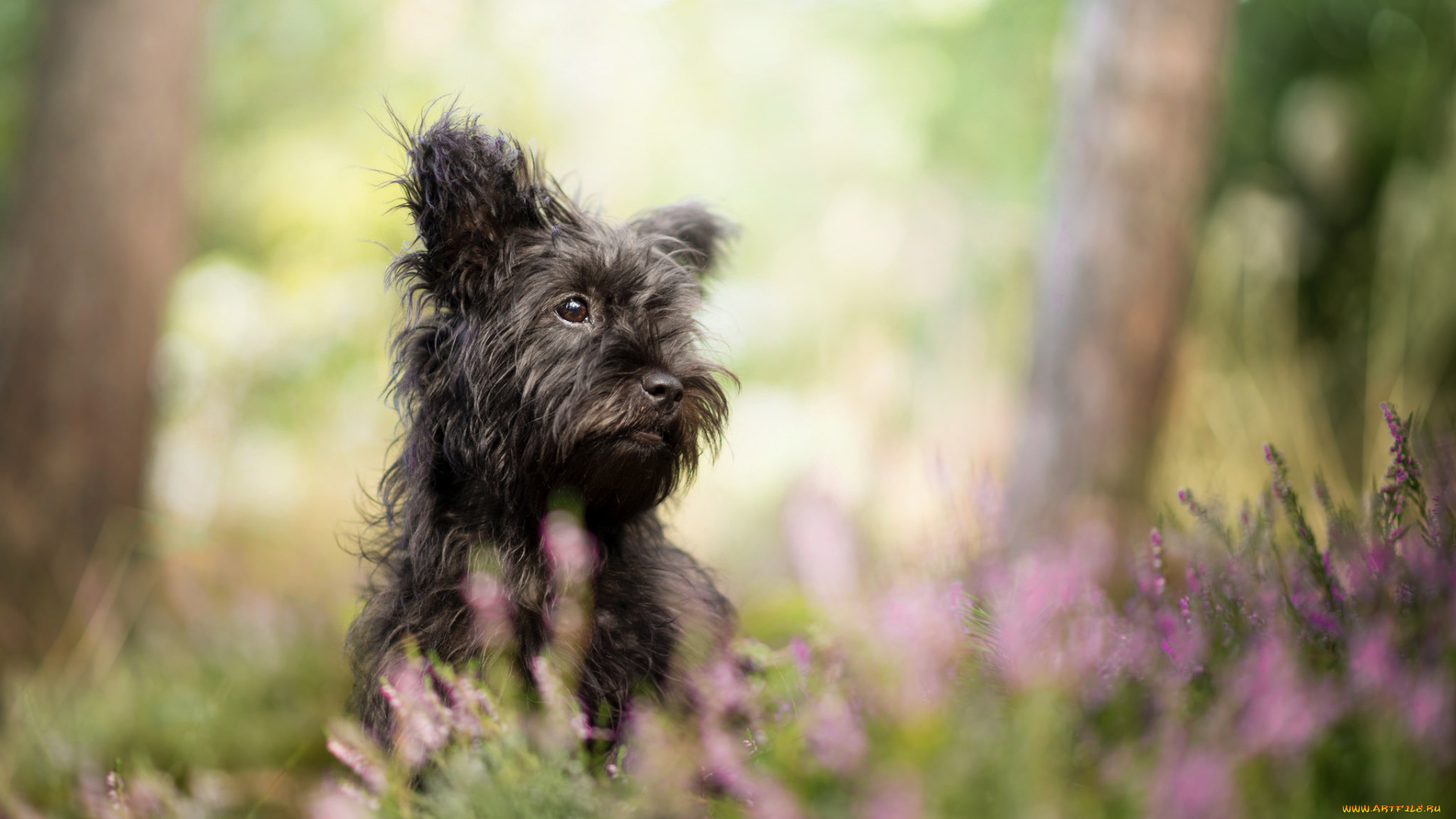 животные, собаки, песик