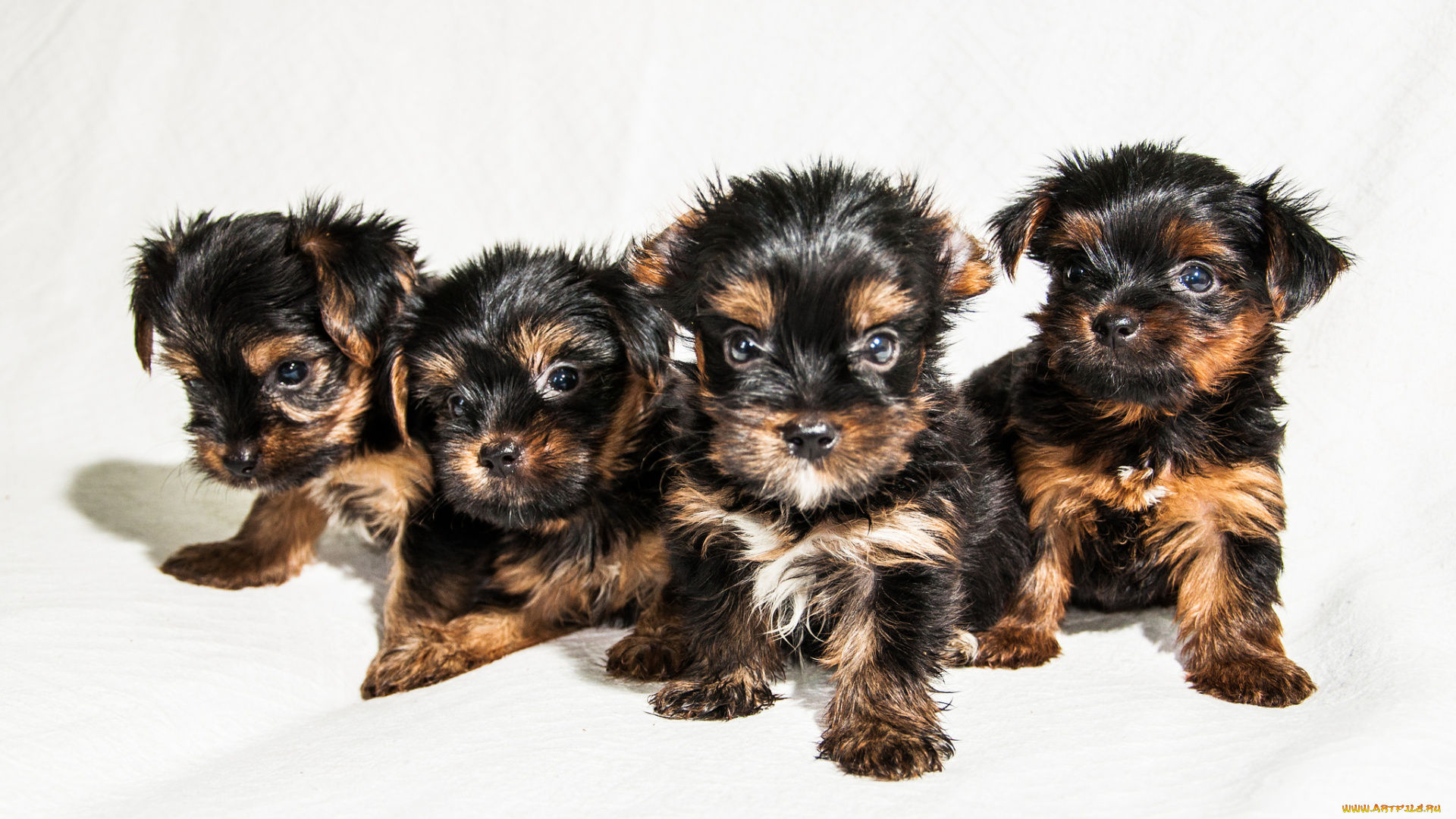 животные, собаки, песик