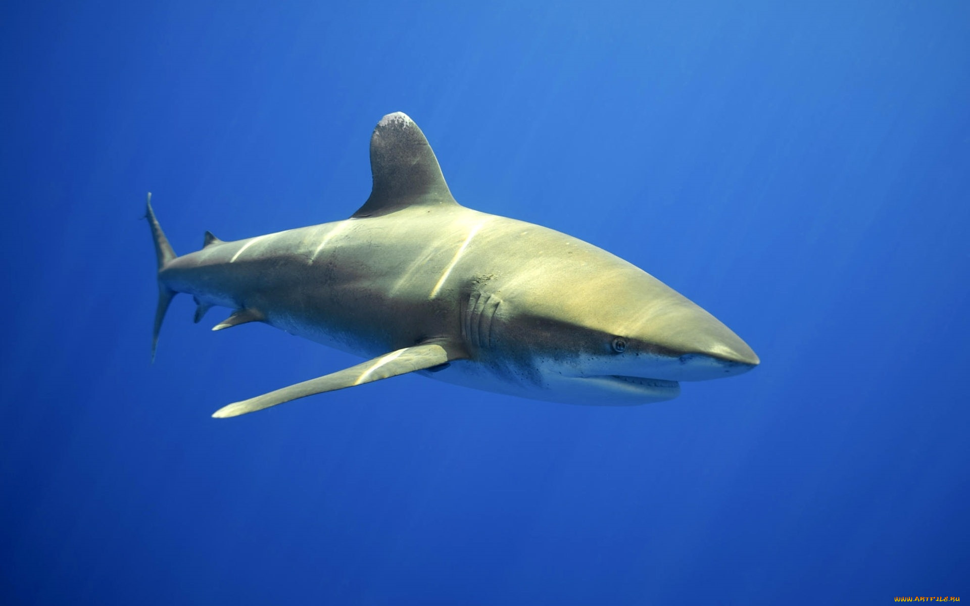 животные, акулы, акула, вода, глубина