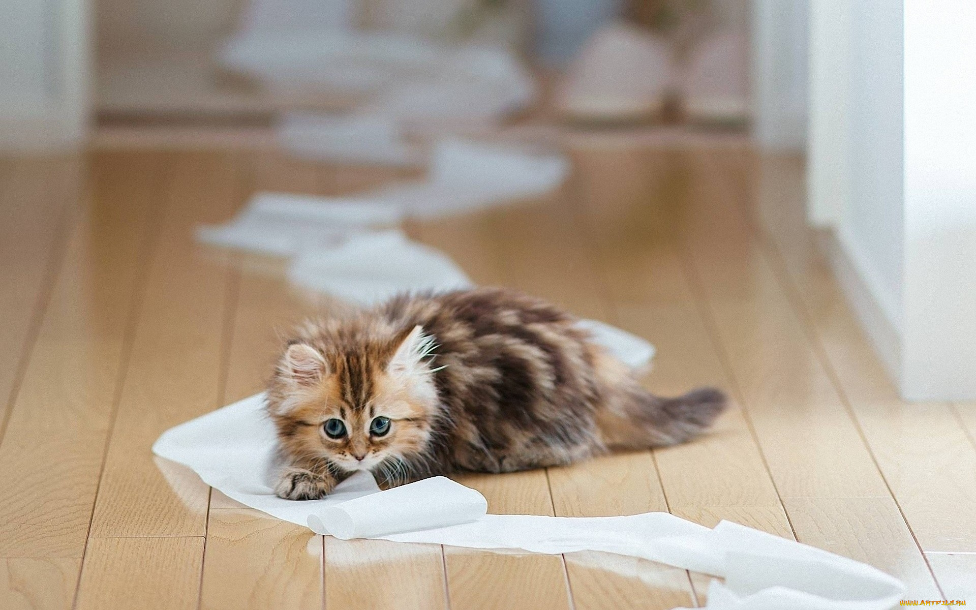 животные, коты, рулон, котенок, игра, пол, бумага