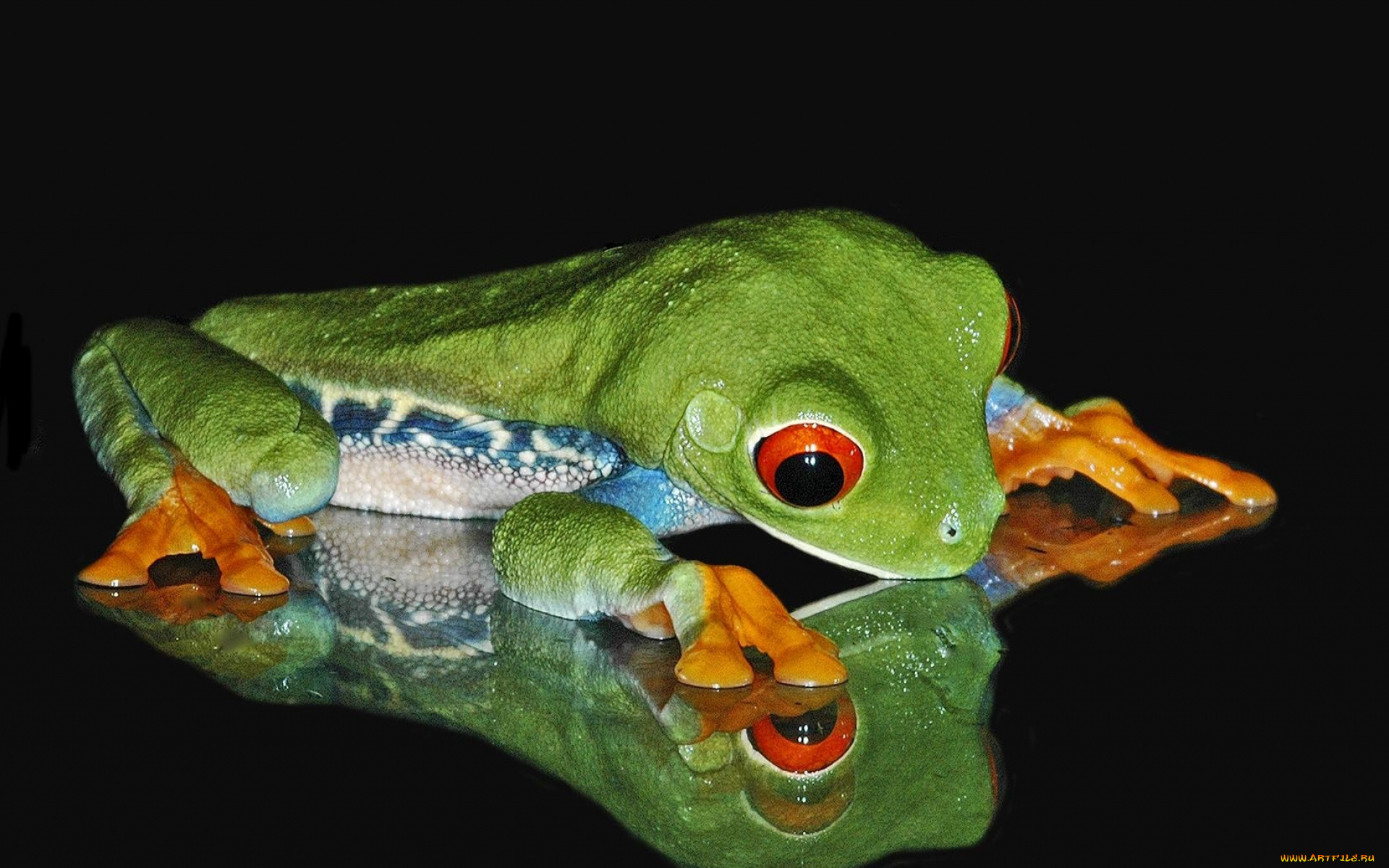 животные, лягушки, лягушка, отражение, древесная, присоски
