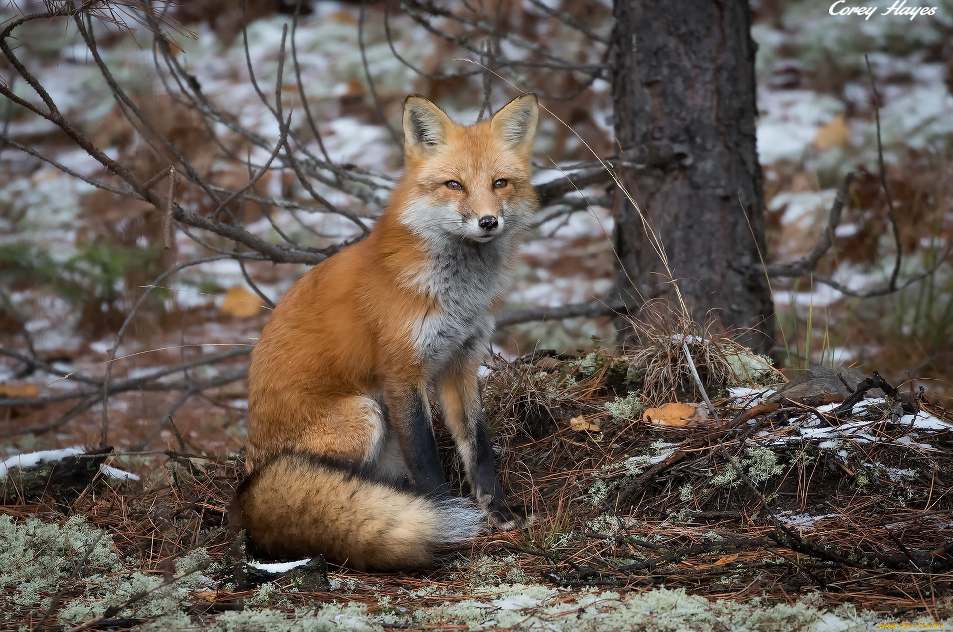 животные, лисы, лиса, природа, осень
