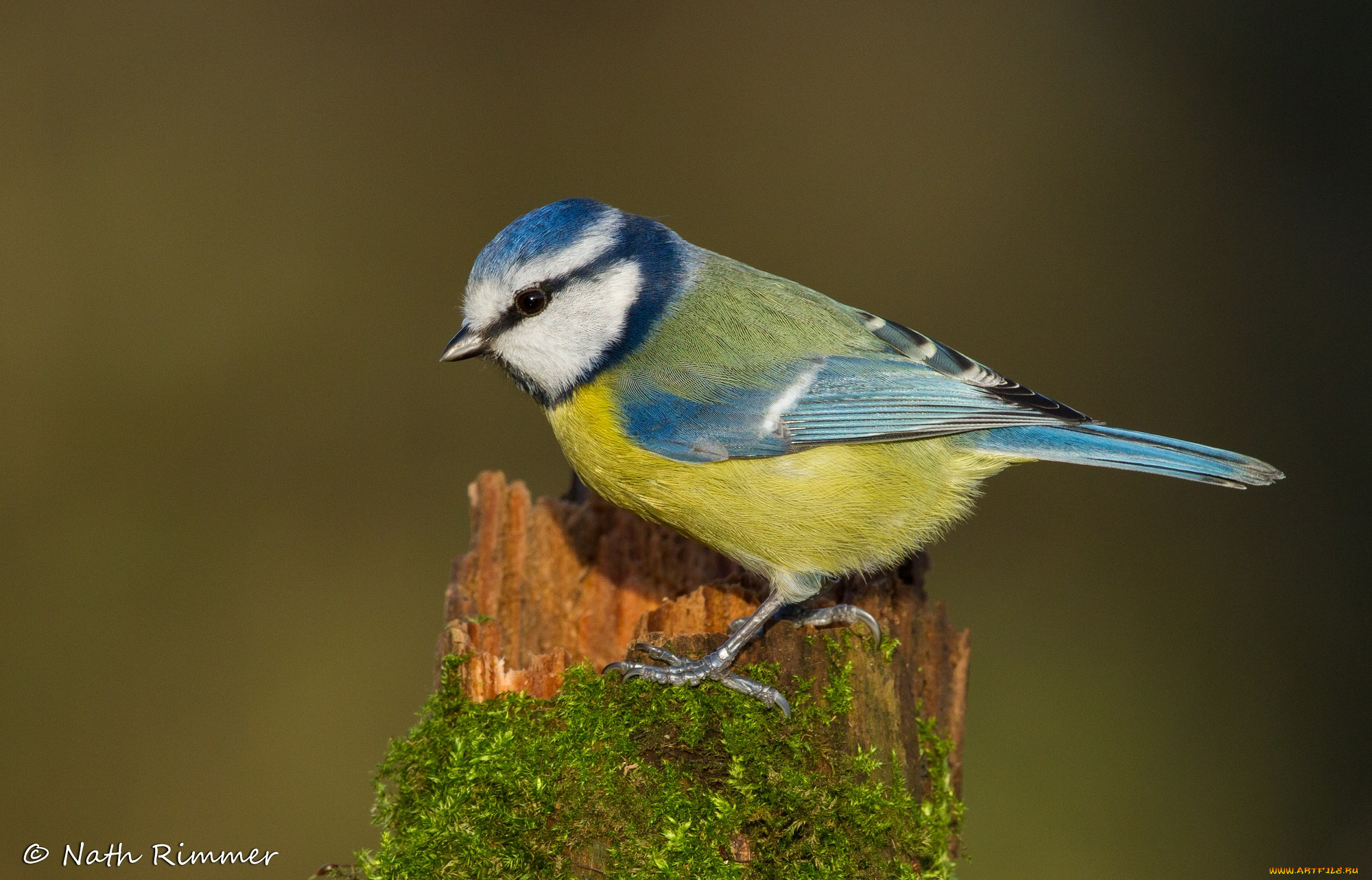животные, синицы, , лазоревки, синица