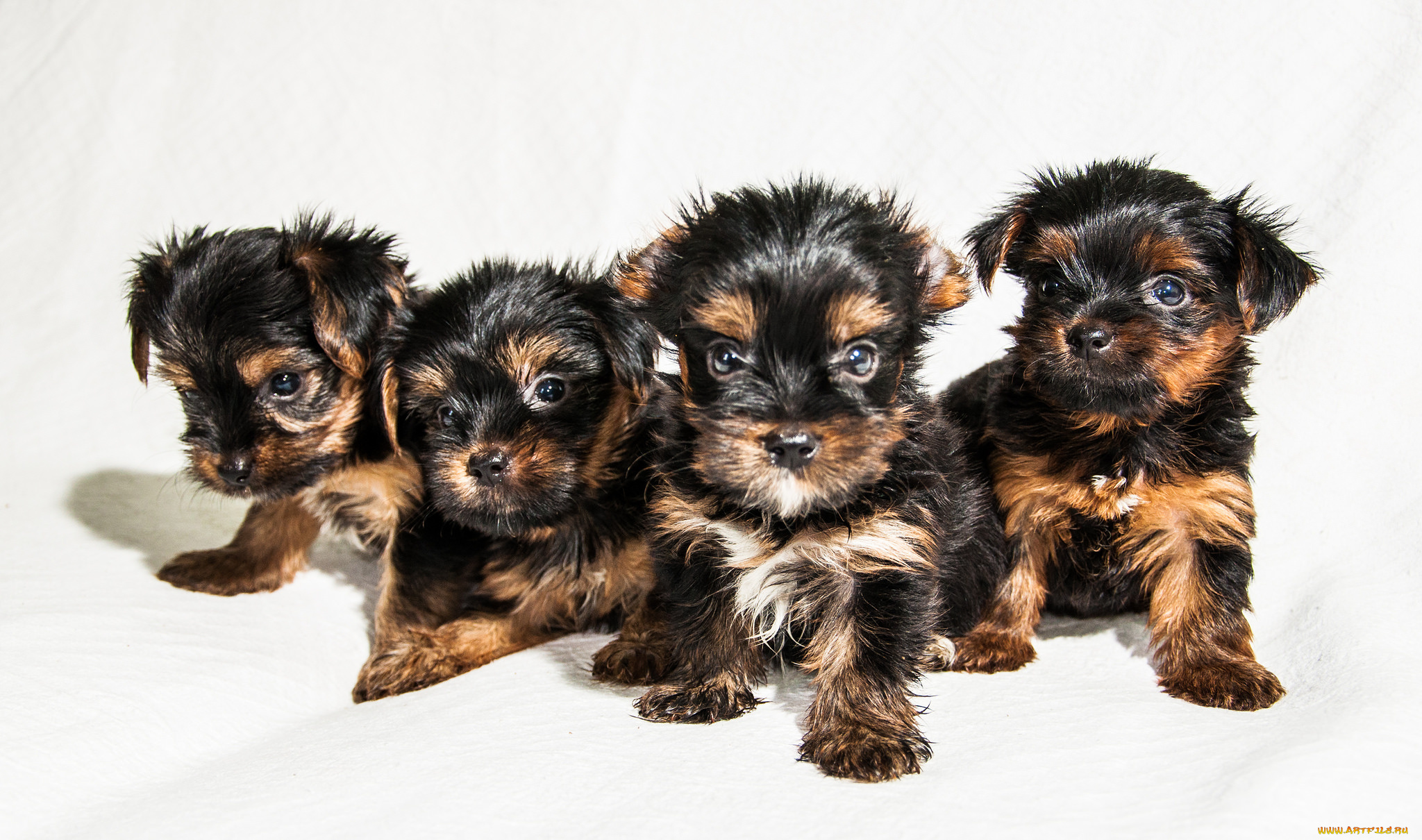 животные, собаки, песик