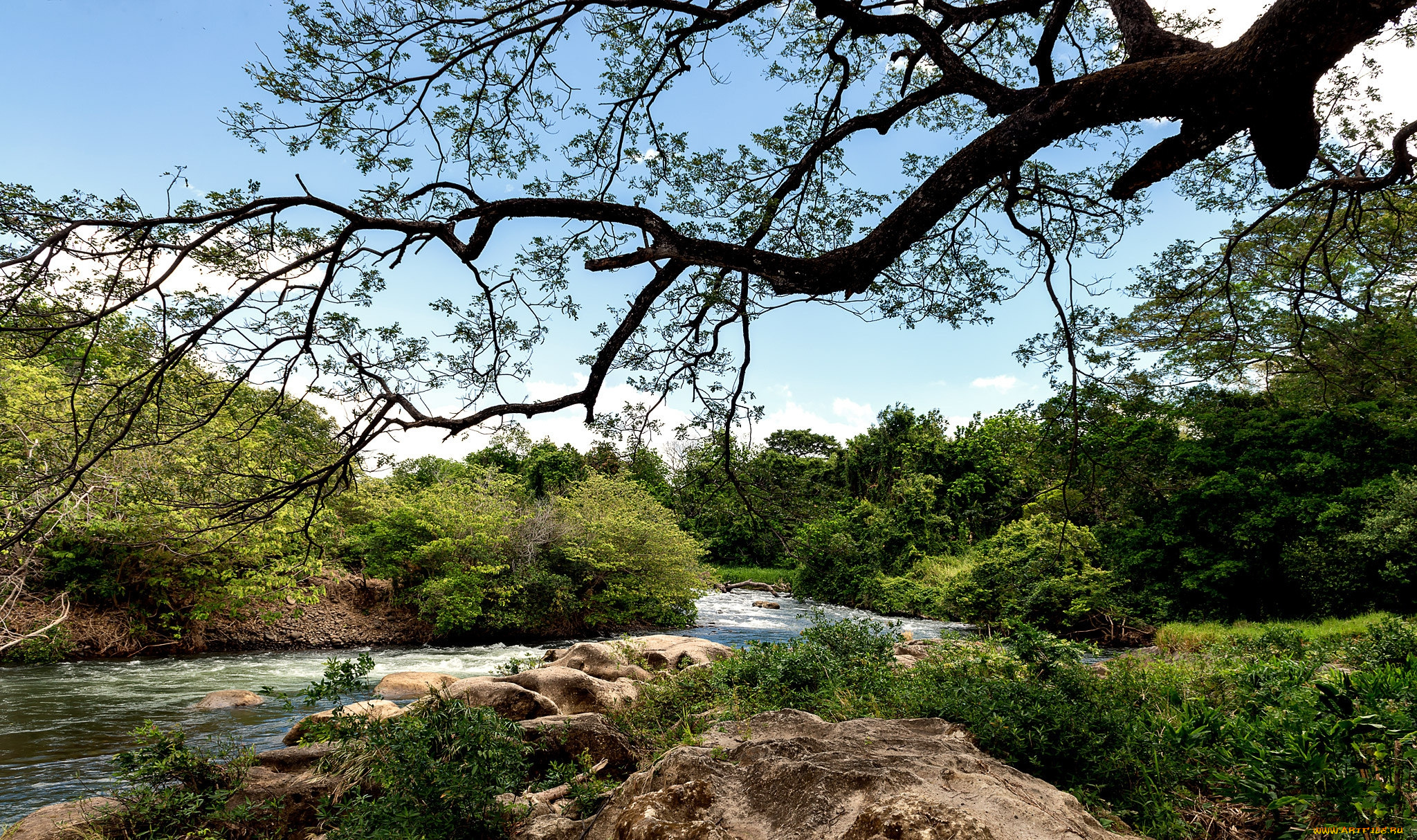 природа, реки, озера, река, лес