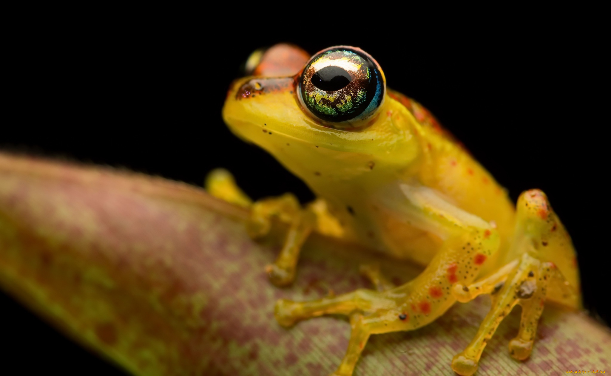 животные, лягушки, лягушка, фон, природа