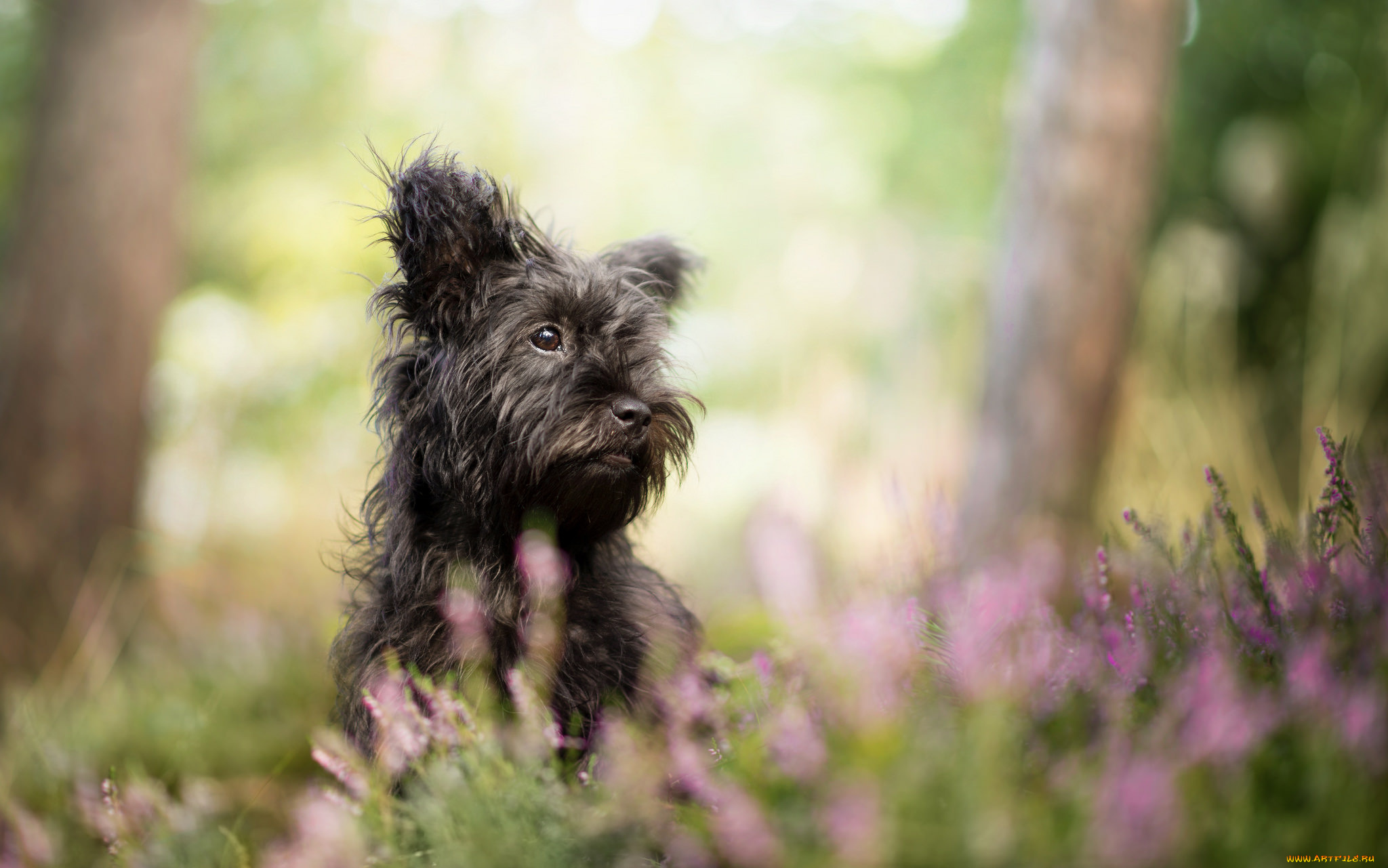животные, собаки, песик