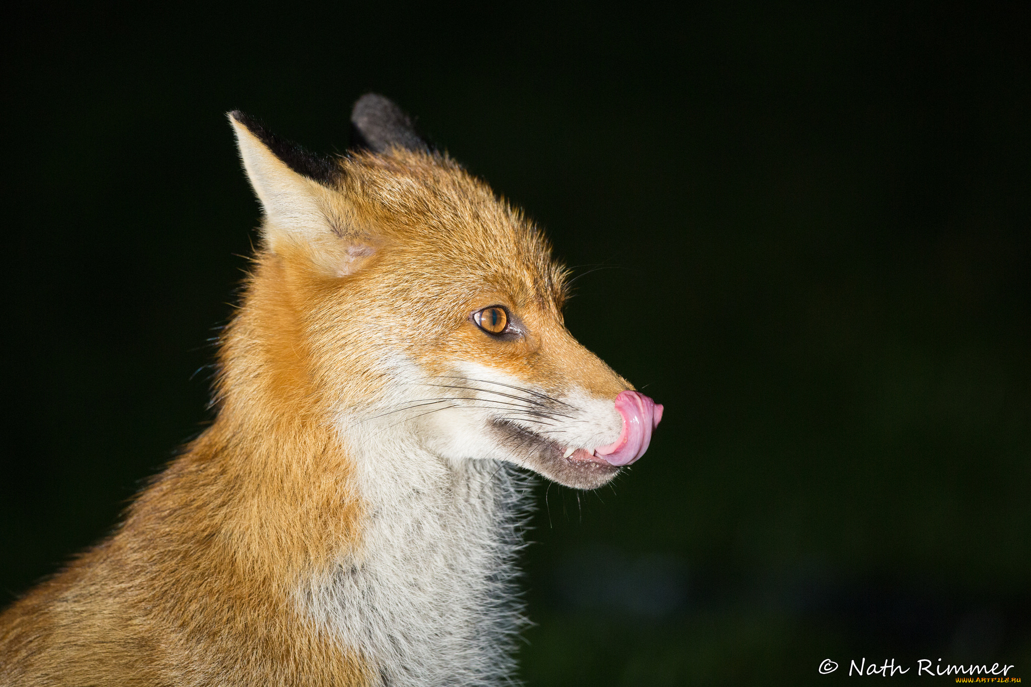 животные, лисы, лис