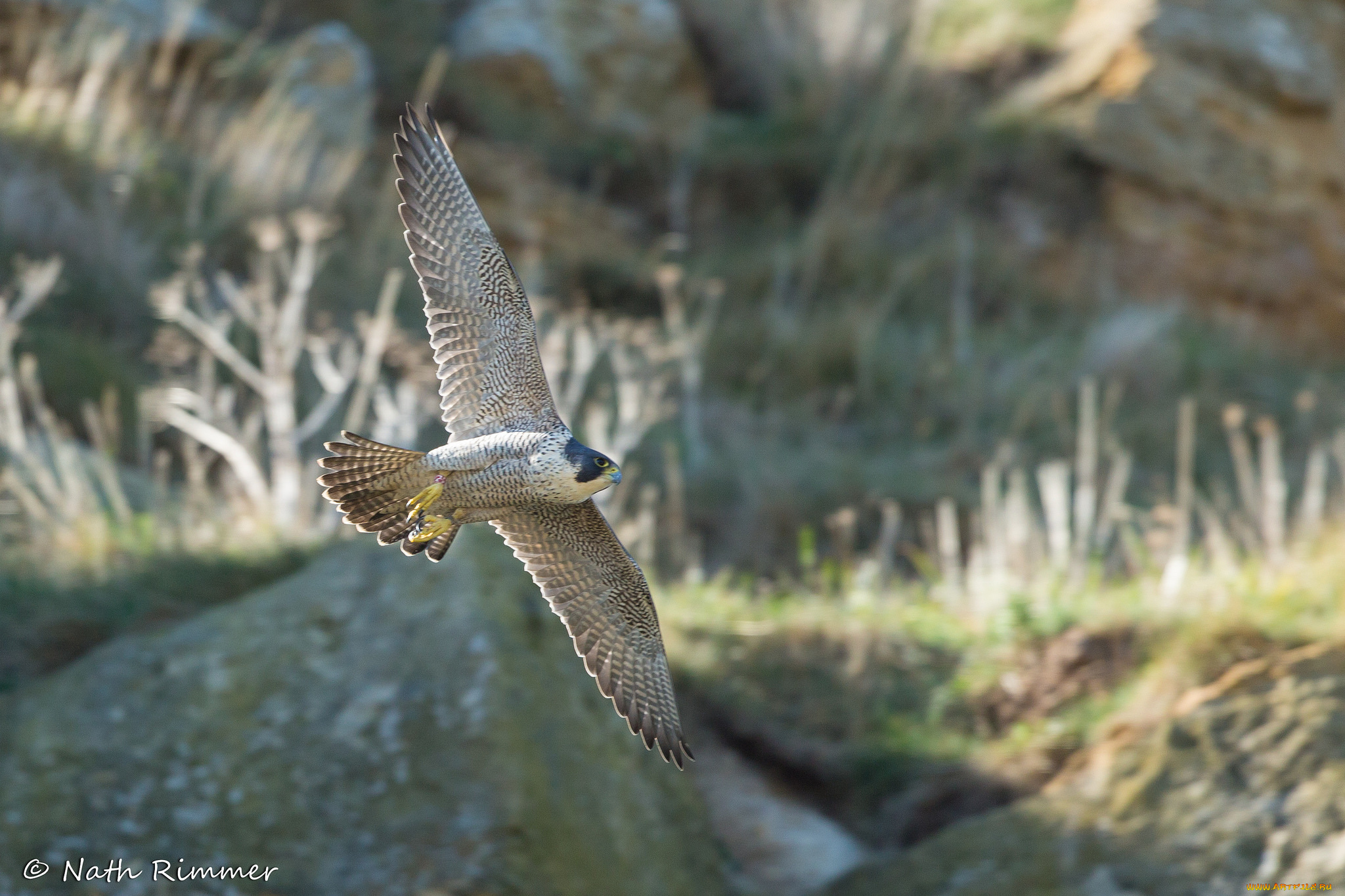 животные, птицы, -, хищники, птица