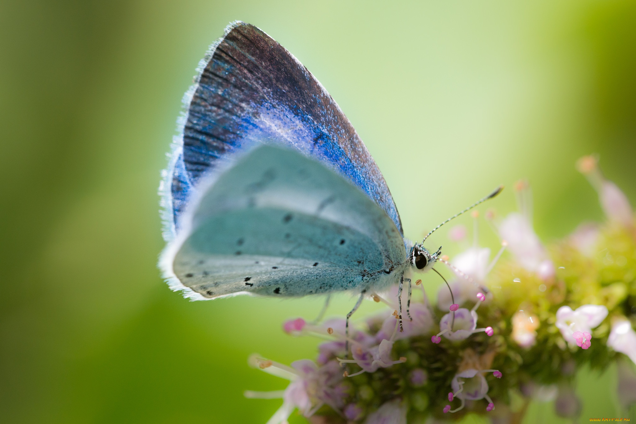 животные, бабочки, , мотыльки, , моли, макро, цветок, бабочка, фон