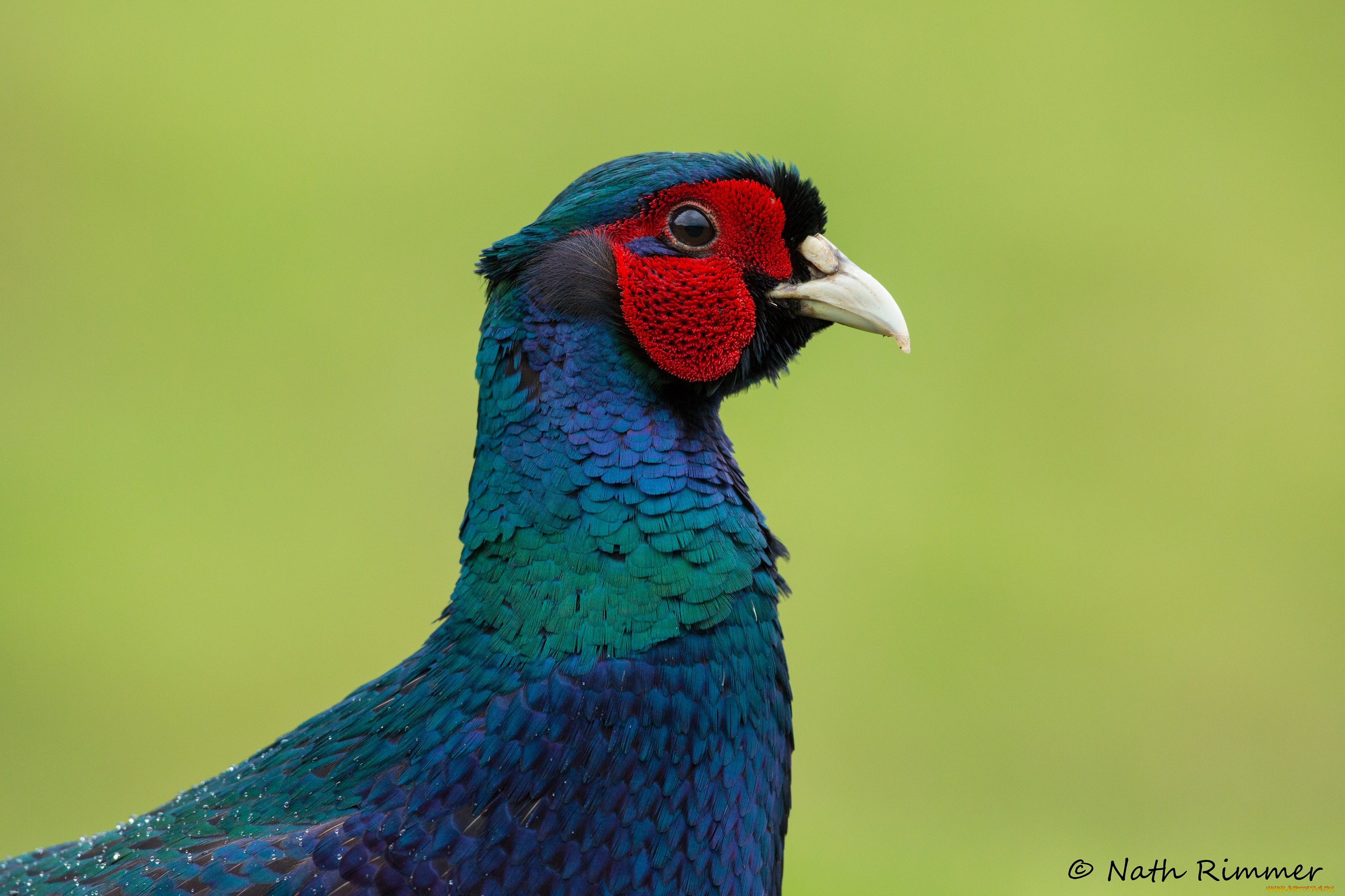 животные, птицы, птица