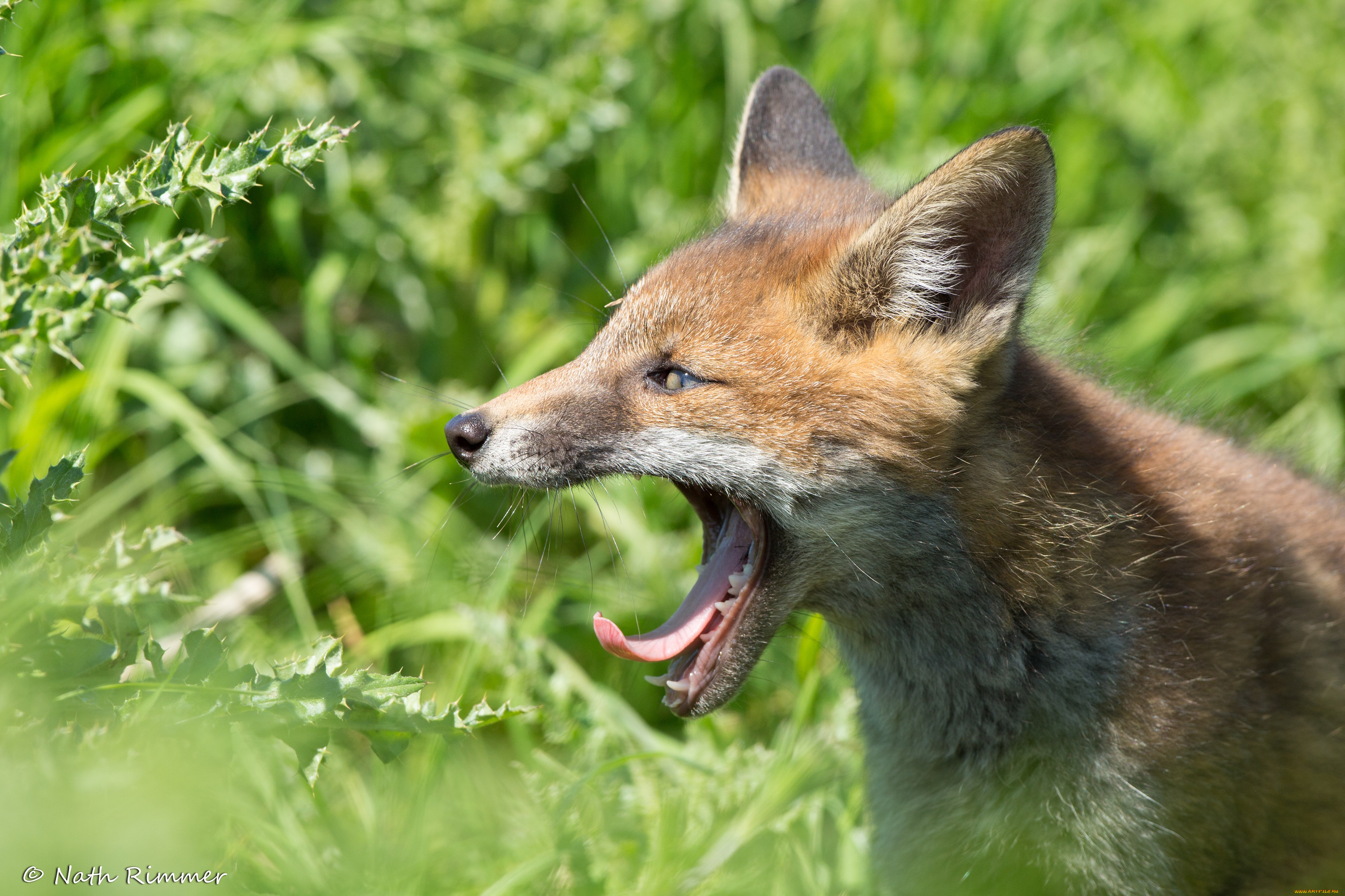 животные, лисы, лиса