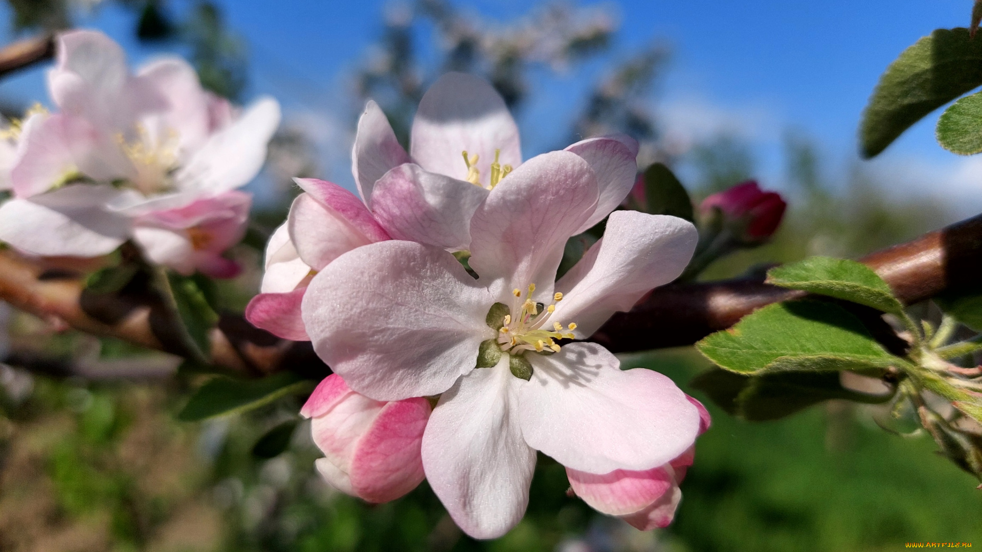 цветы, цветущие, деревья, , , кустарники, яблоня, цветение, весна, 2022
