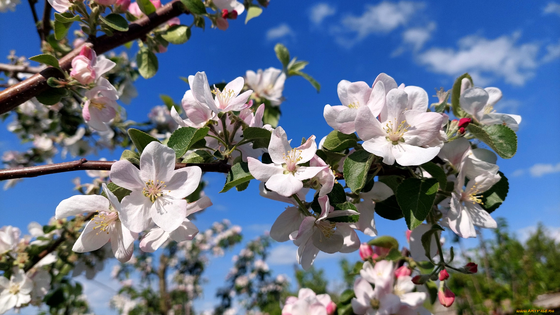 цветы, цветущие, деревья, , , кустарники, яблоня, цветение, весна, 2022