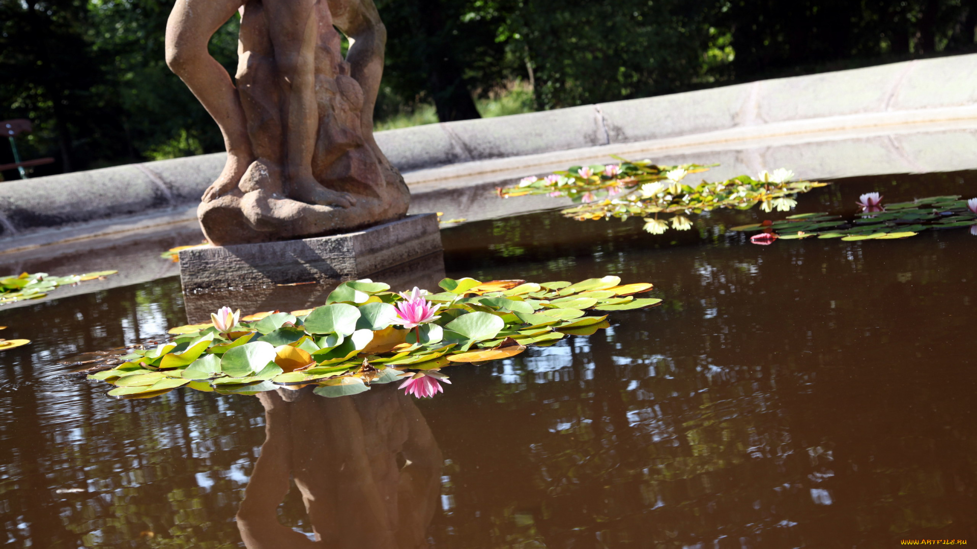 цветы, лилии, водяные, , нимфеи, , кувшинки, вода, лилии, водяные, листья, фонтан