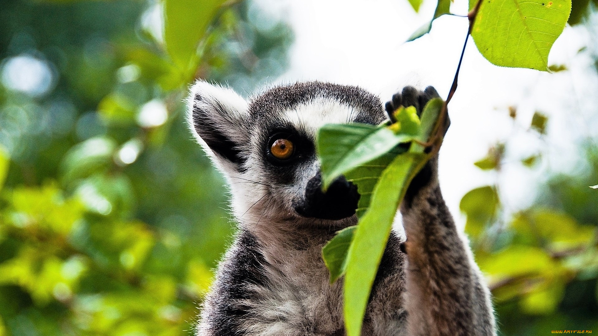 животные, лемуры, лемур, листья