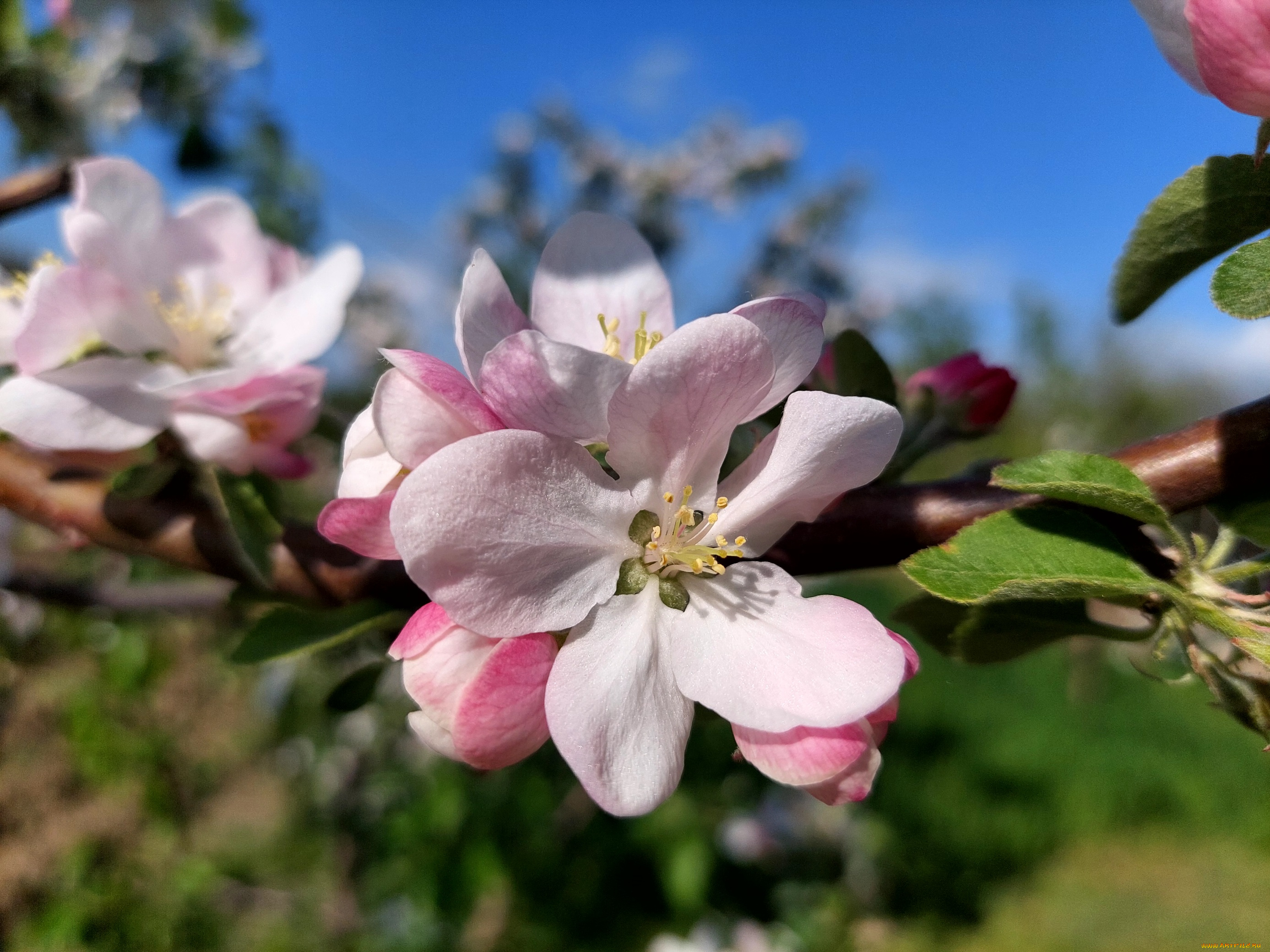 цветы, цветущие, деревья, , , кустарники, яблоня, цветение, весна, 2022