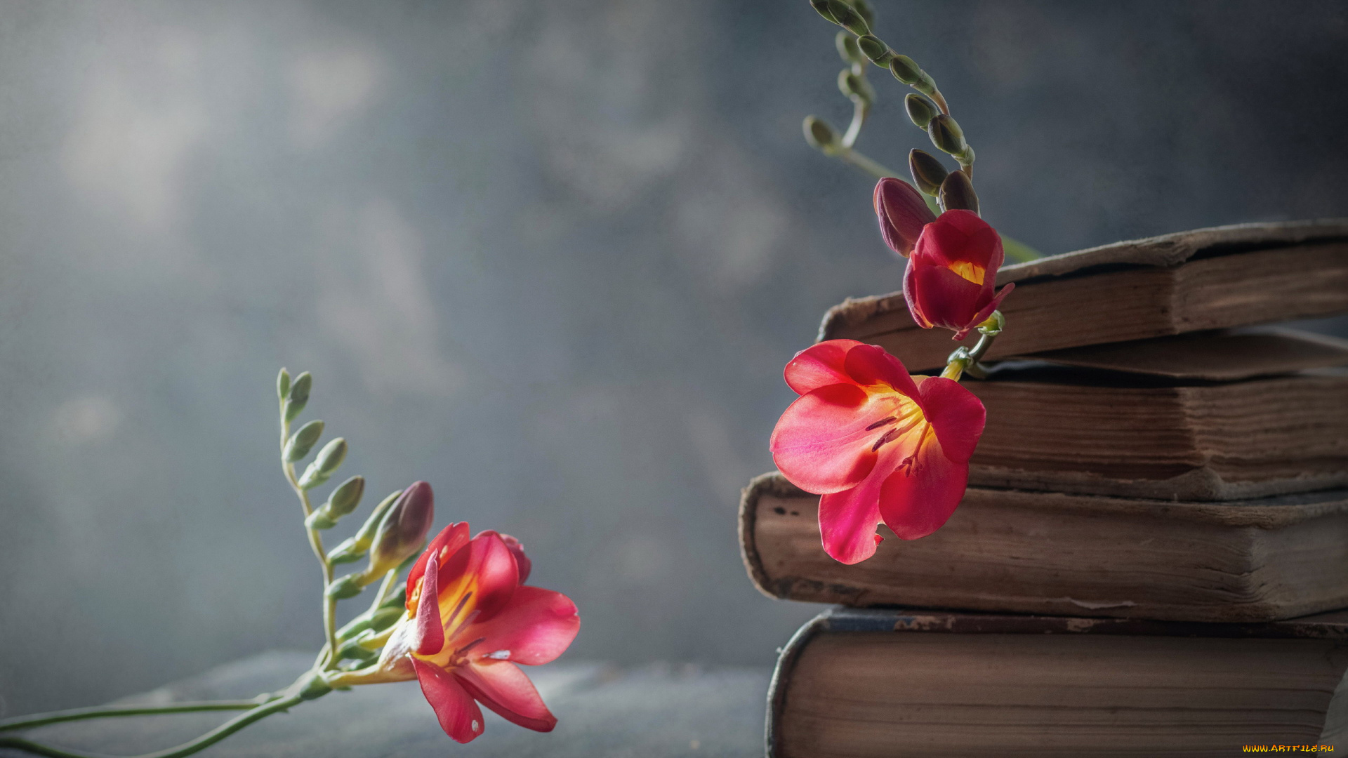 цветы, фрезия, книги, фрезии, розовые