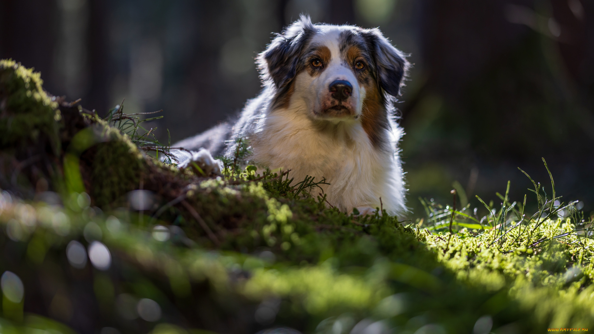 животные, собаки, собака