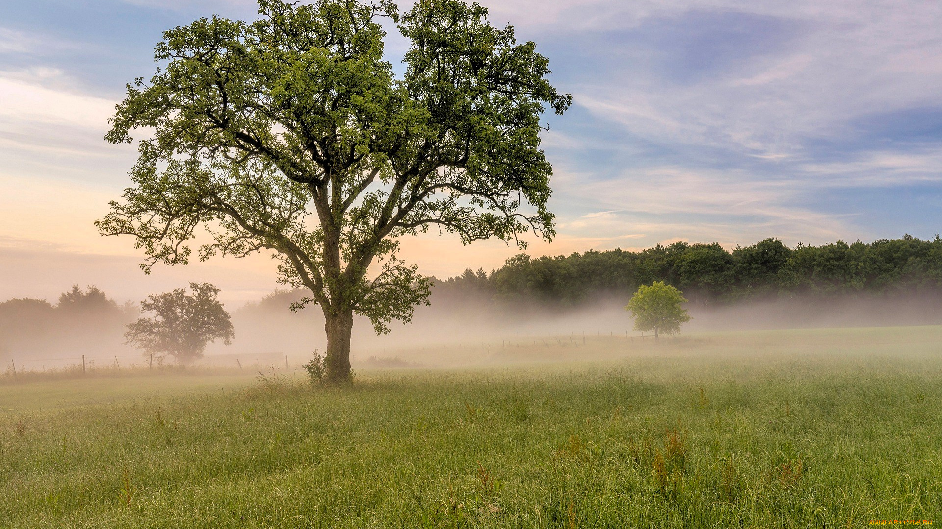природа, деревья, дерево, роща, туман, луг, трава