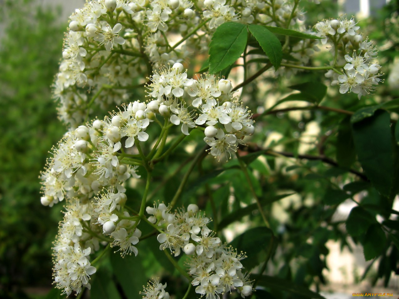 цветы, цветущие, деревья, кустарники