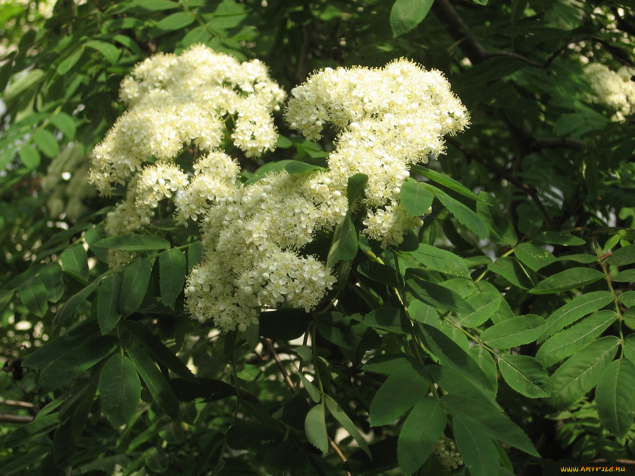 цветы, цветущие, деревья, кустарники