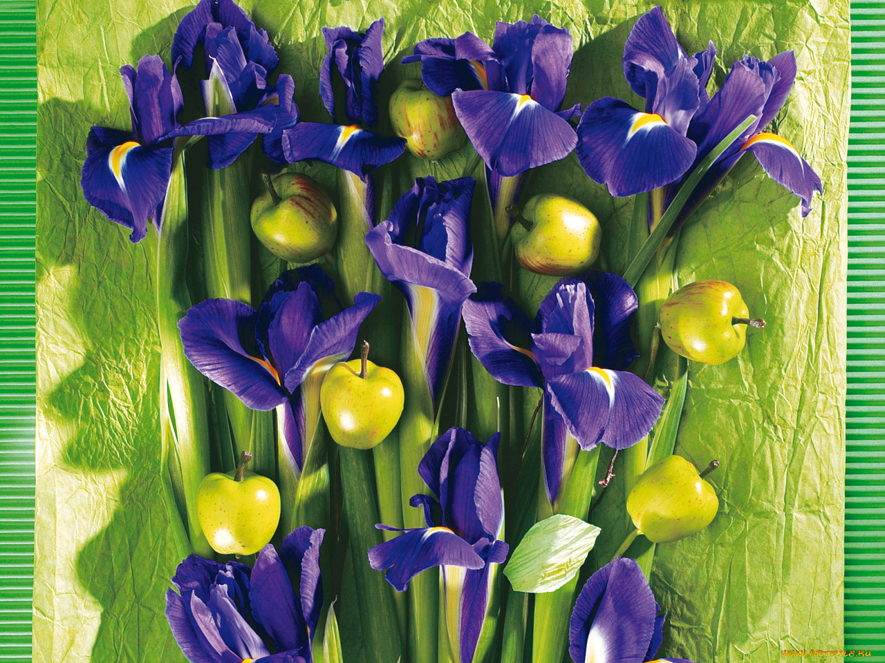 цветы, ирисы